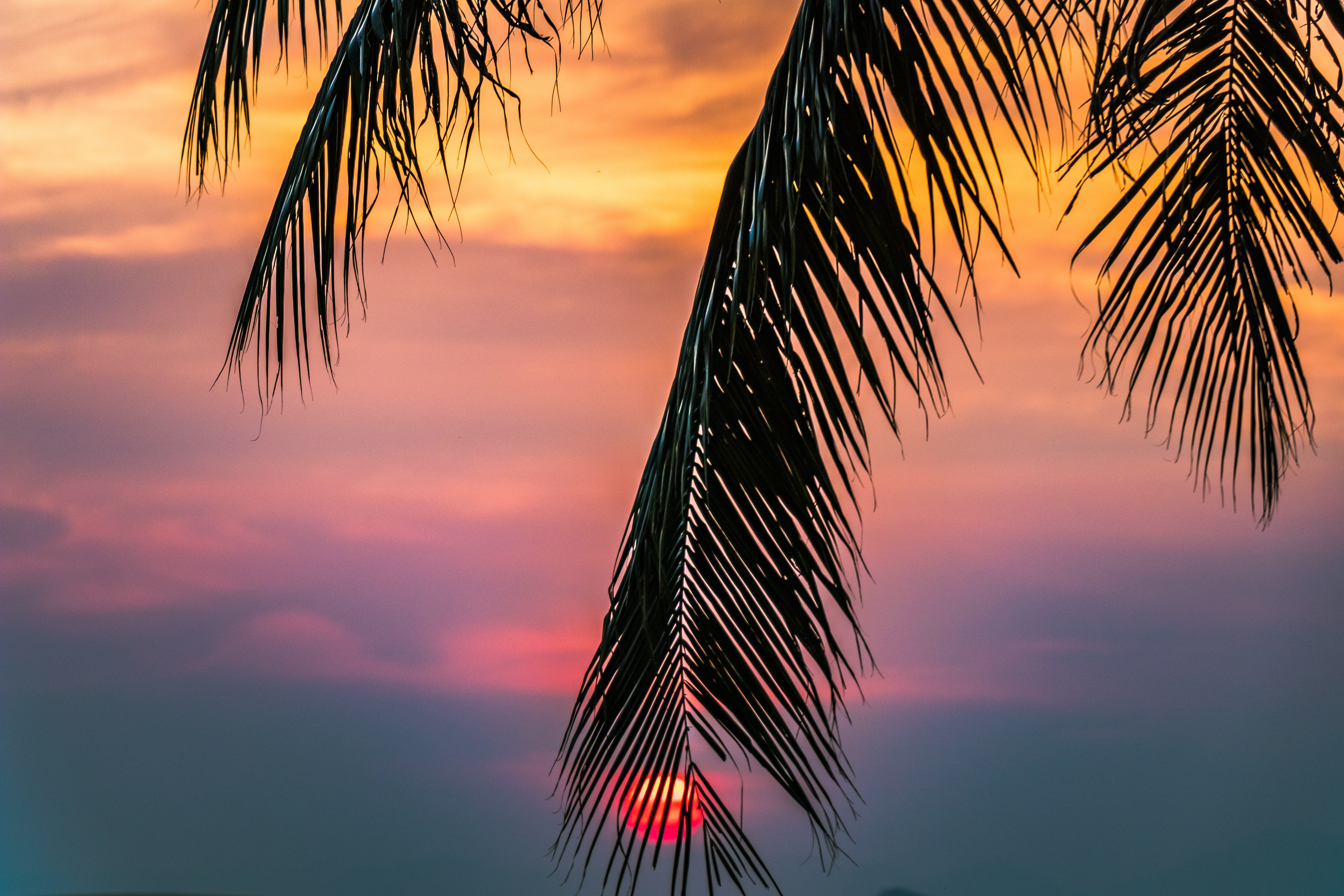 Sun covered with coconut tree during sunrise photo