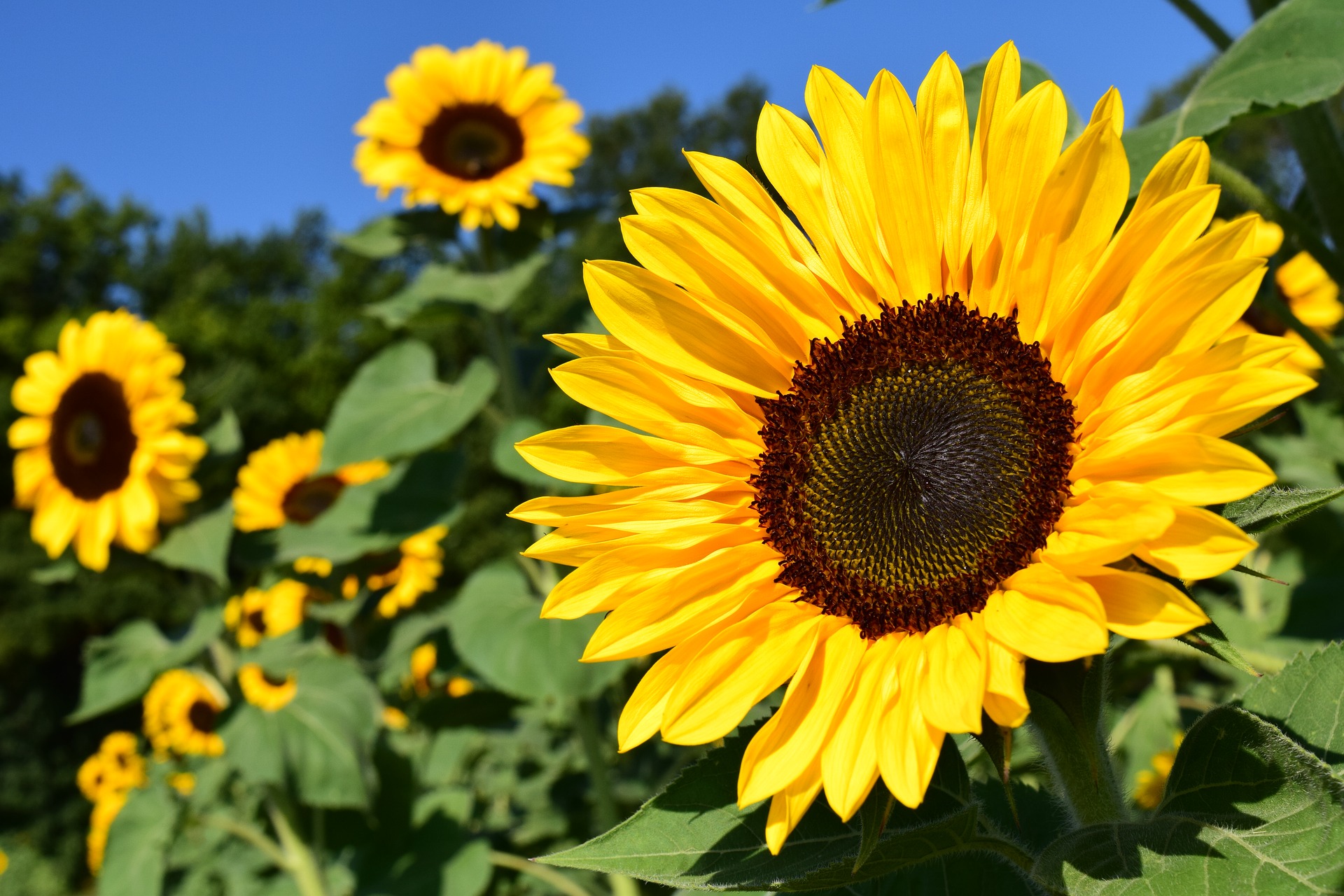 Sunflowers: How to Plant, Grow, and Care for Sunflower Plants | The ...