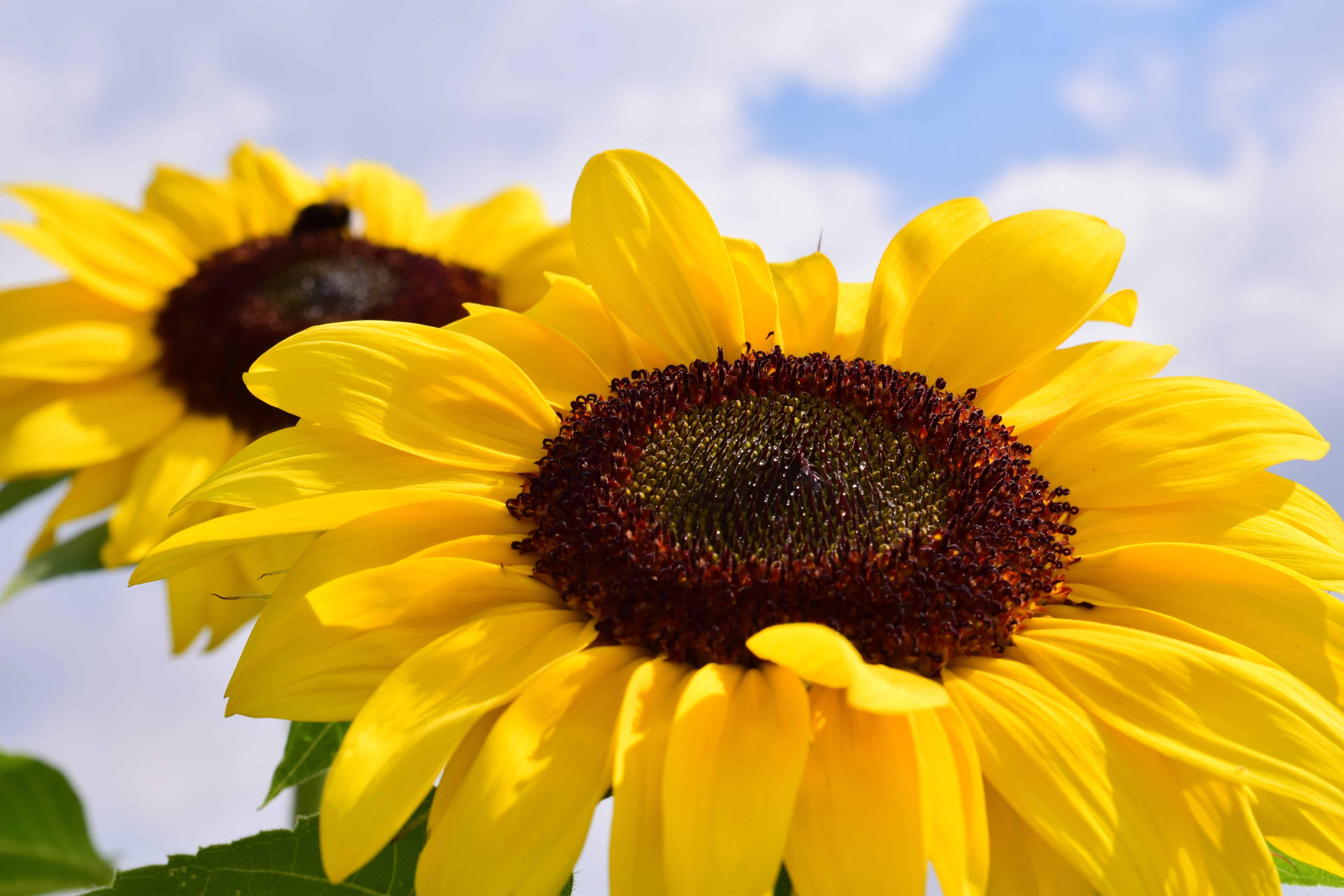 Free picture: sunflower, flower, plant, petal, summer, blue sky ...