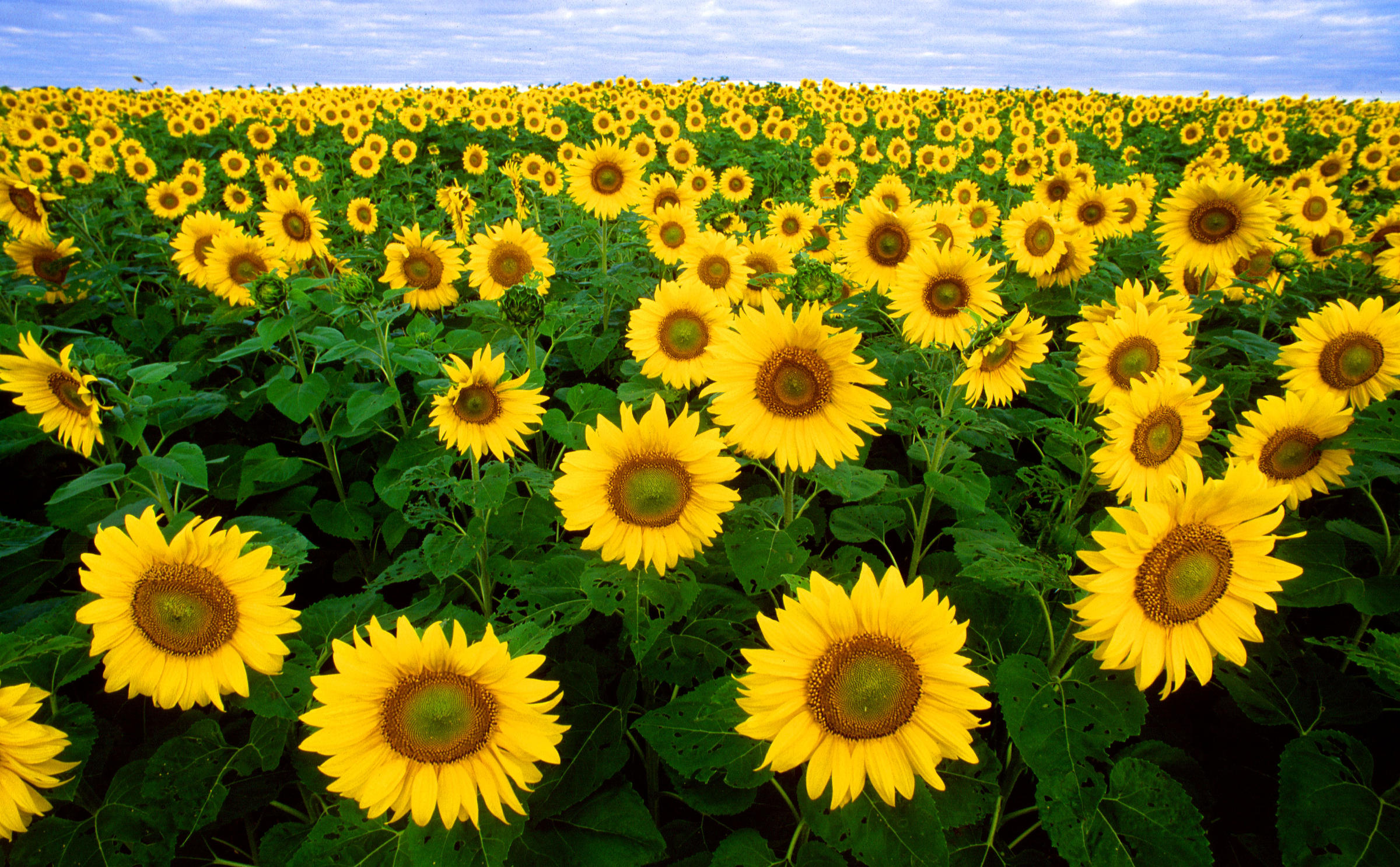 Lone Star State Tops Sunflower State in Sunflower Production | HPPR