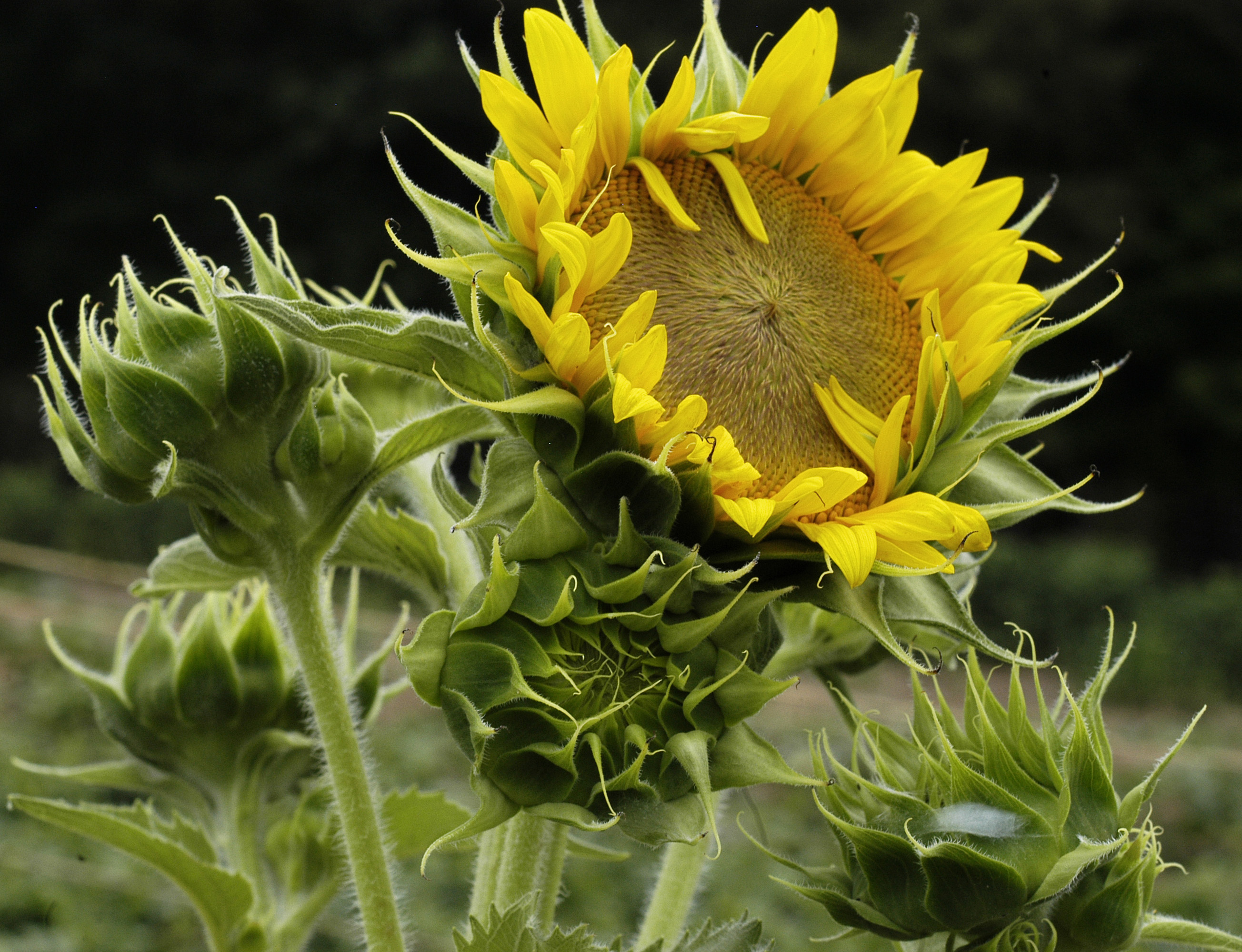 Peredovik (oil seed) Sunflower, 4 g : Southern Exposure Seed ...
