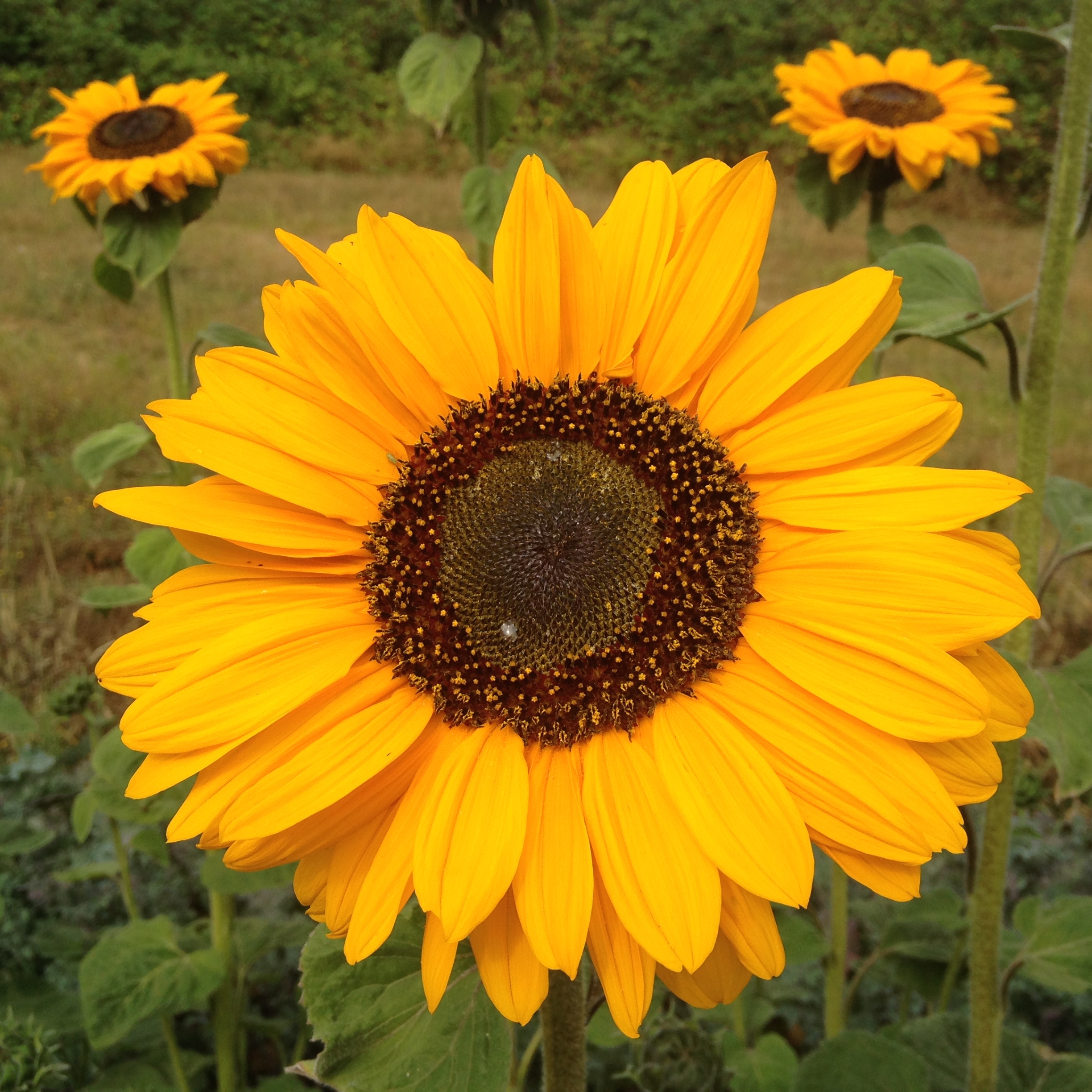 Soraya Sunflower - Deep Harvest Farm
