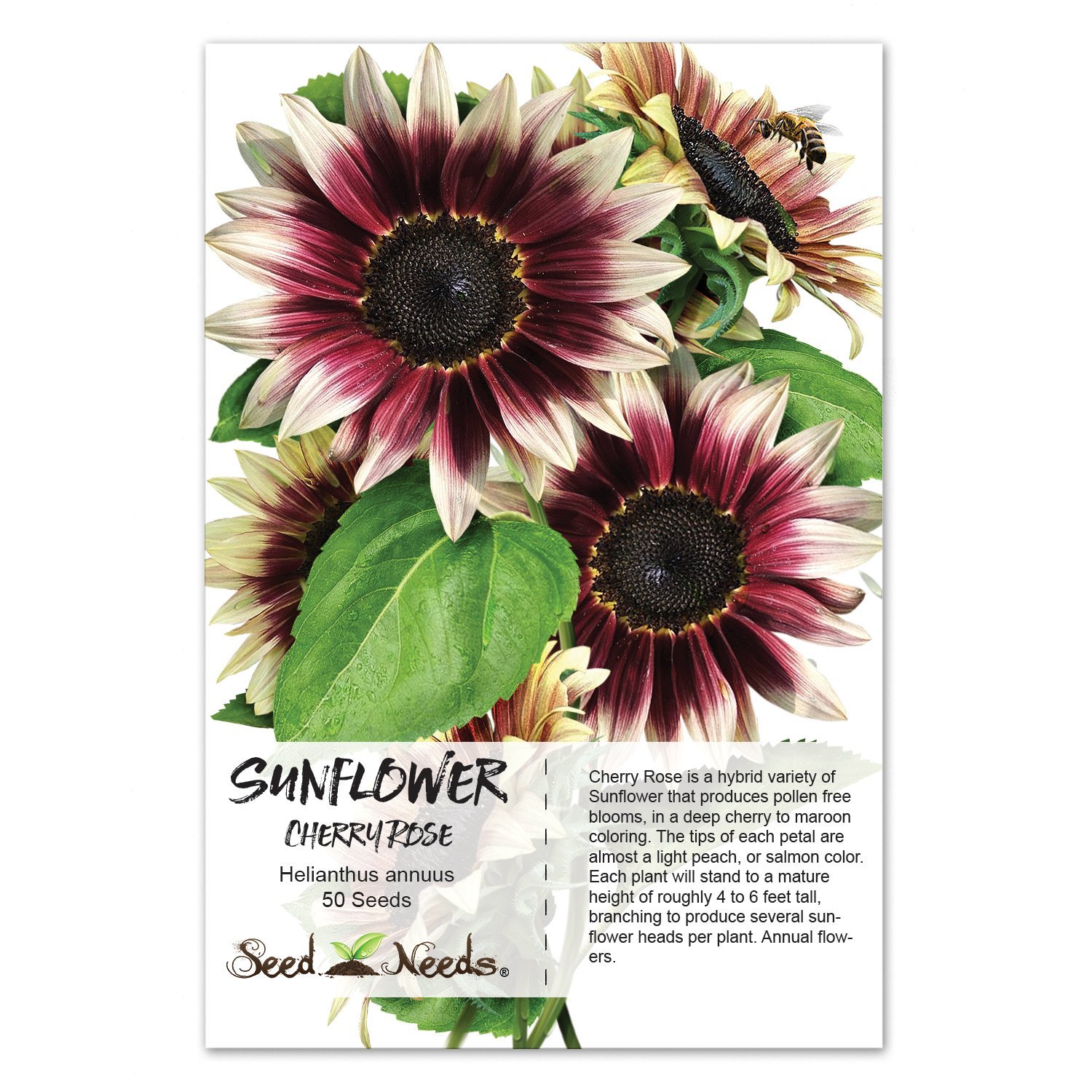 Amazon.com : Package of 50 Seeds, Cherry Rose Sunflower (Helianthus ...