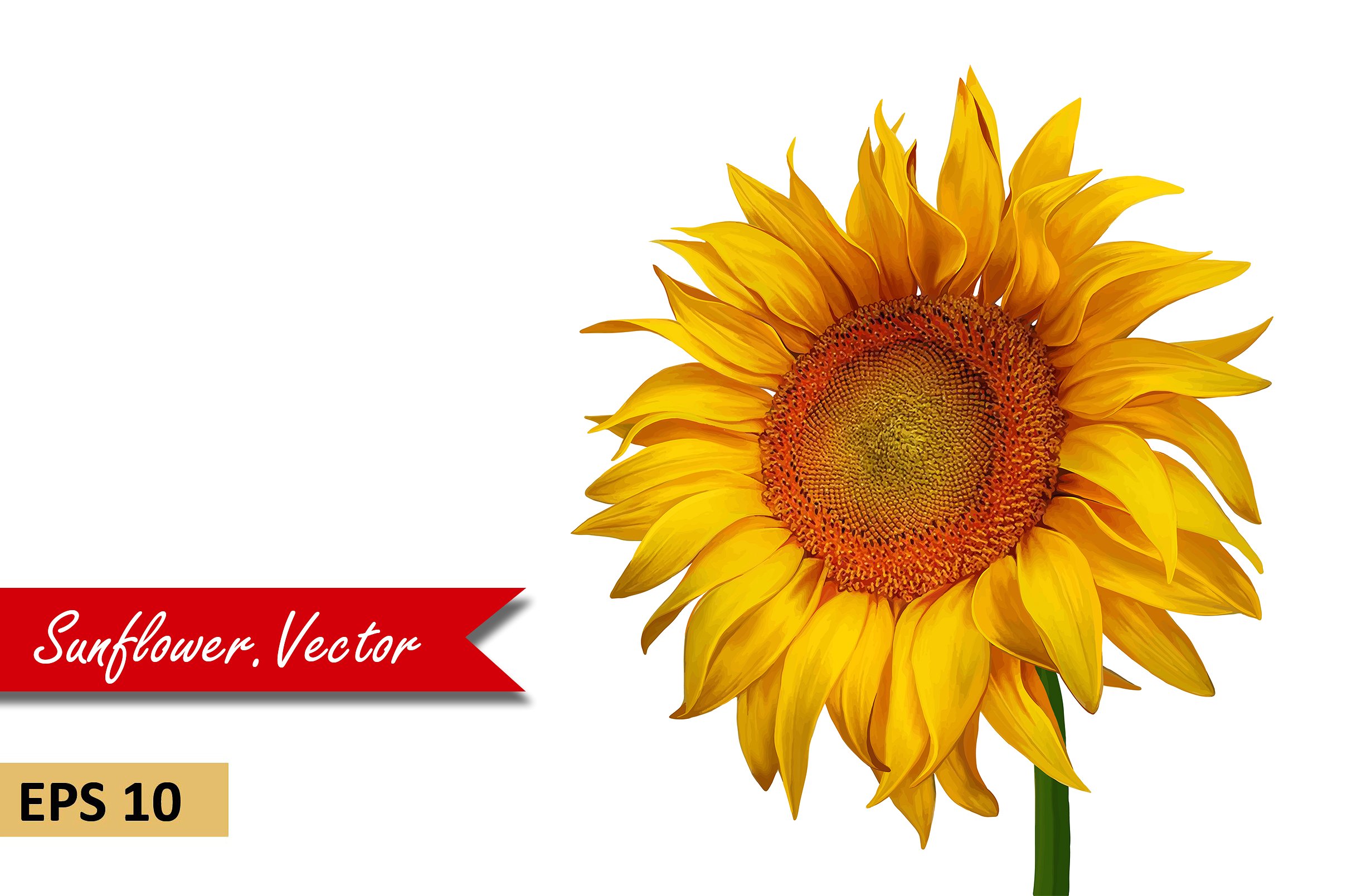 Beautiful Sunflower. Vector ~ Objects ~ Creative Market