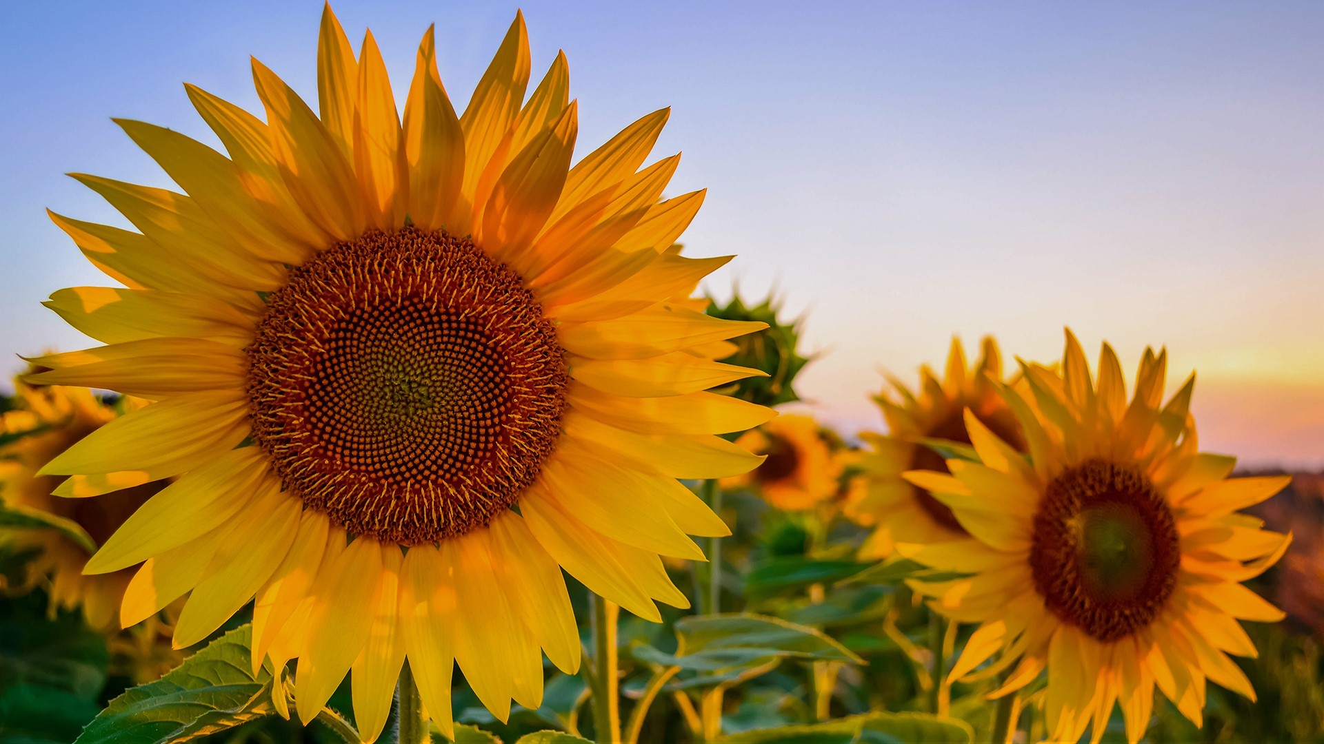 Sunflower at sunset | Windows 10 SpotLight Images