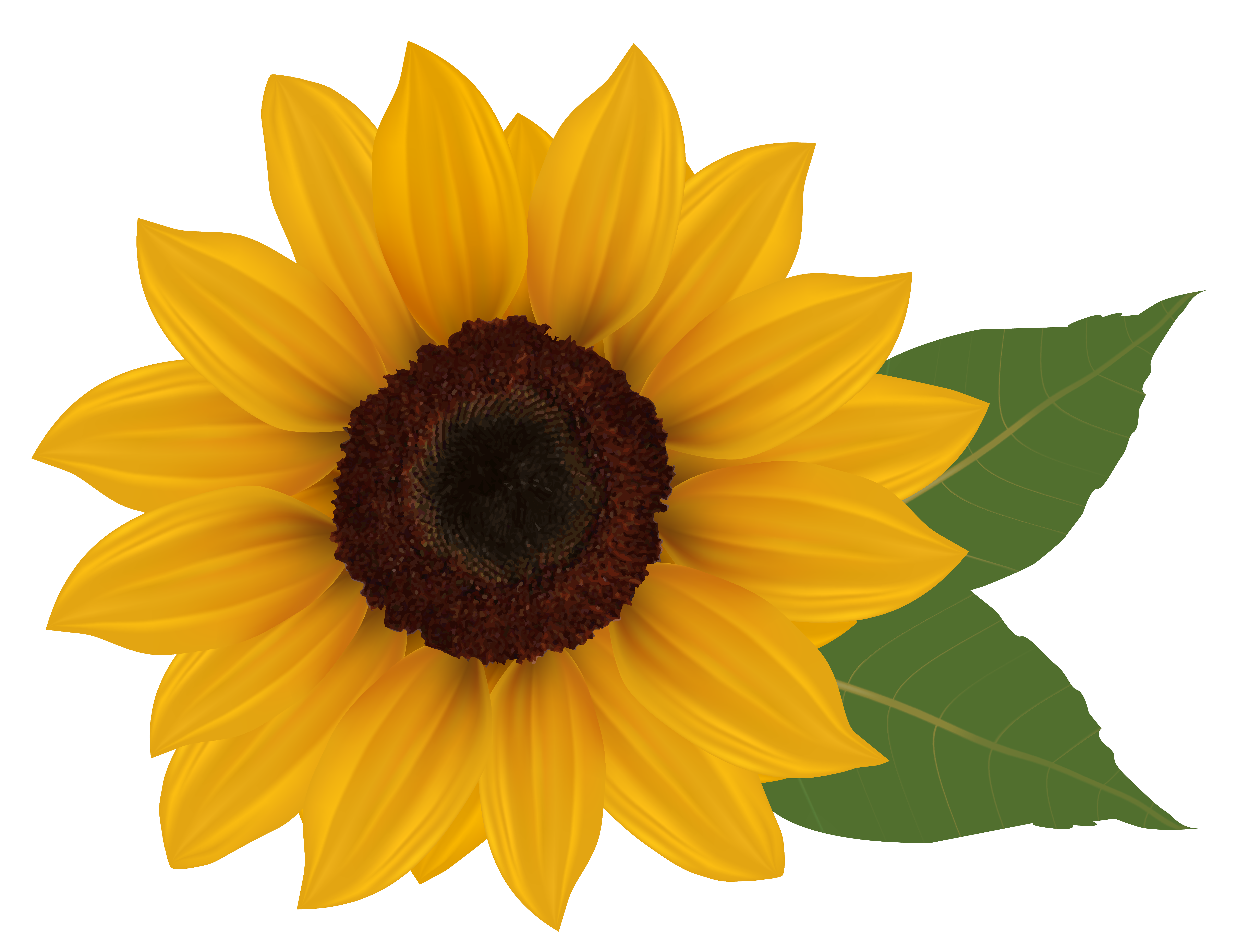 Sunflower PNG Clipart Picture | Gallery Yopriceville - High-Quality ...