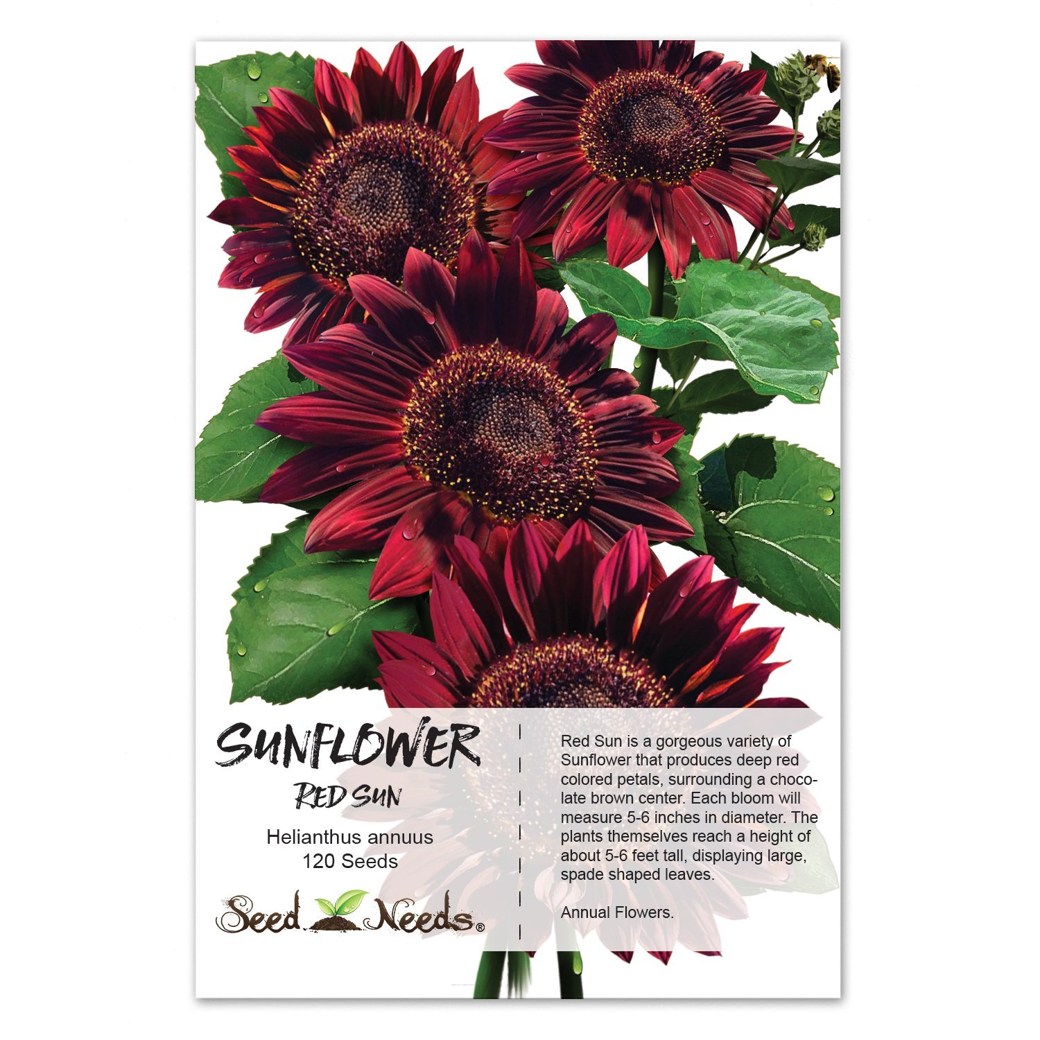 Amazon.com : Package of 120 Seeds, Red Sun Sunflower (Helianthus ...
