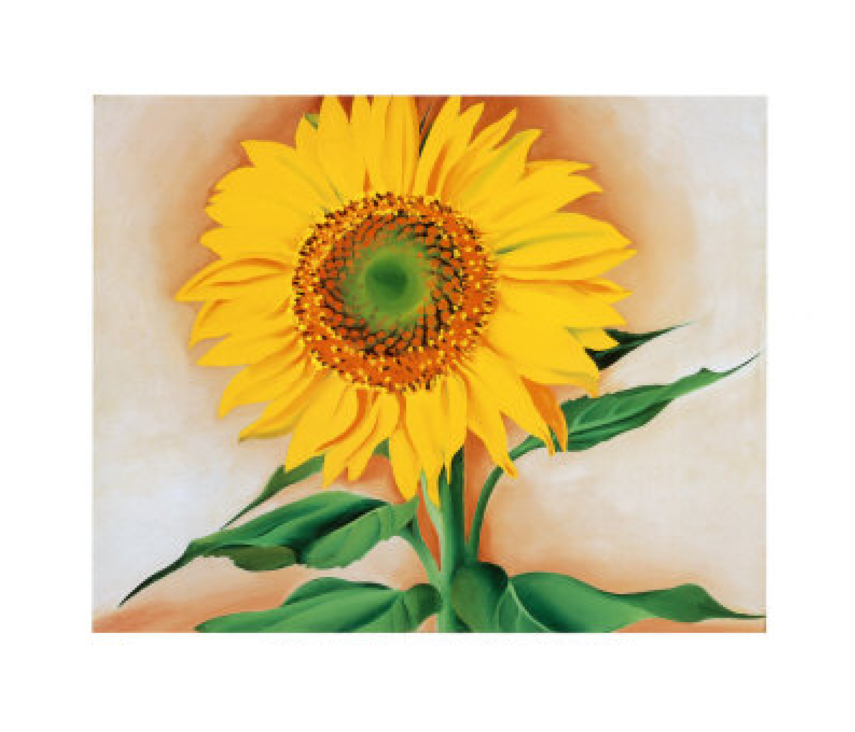 Sunflower from Maggie, 1937 - Georgia O'Keeffe Museum
