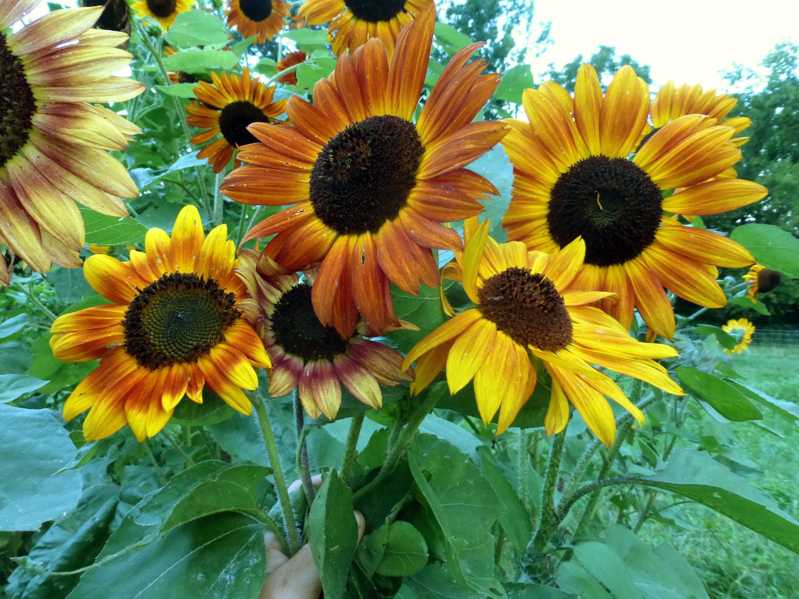 Velvet Queen Sunflower, 4 g : Southern Exposure Seed Exchange ...