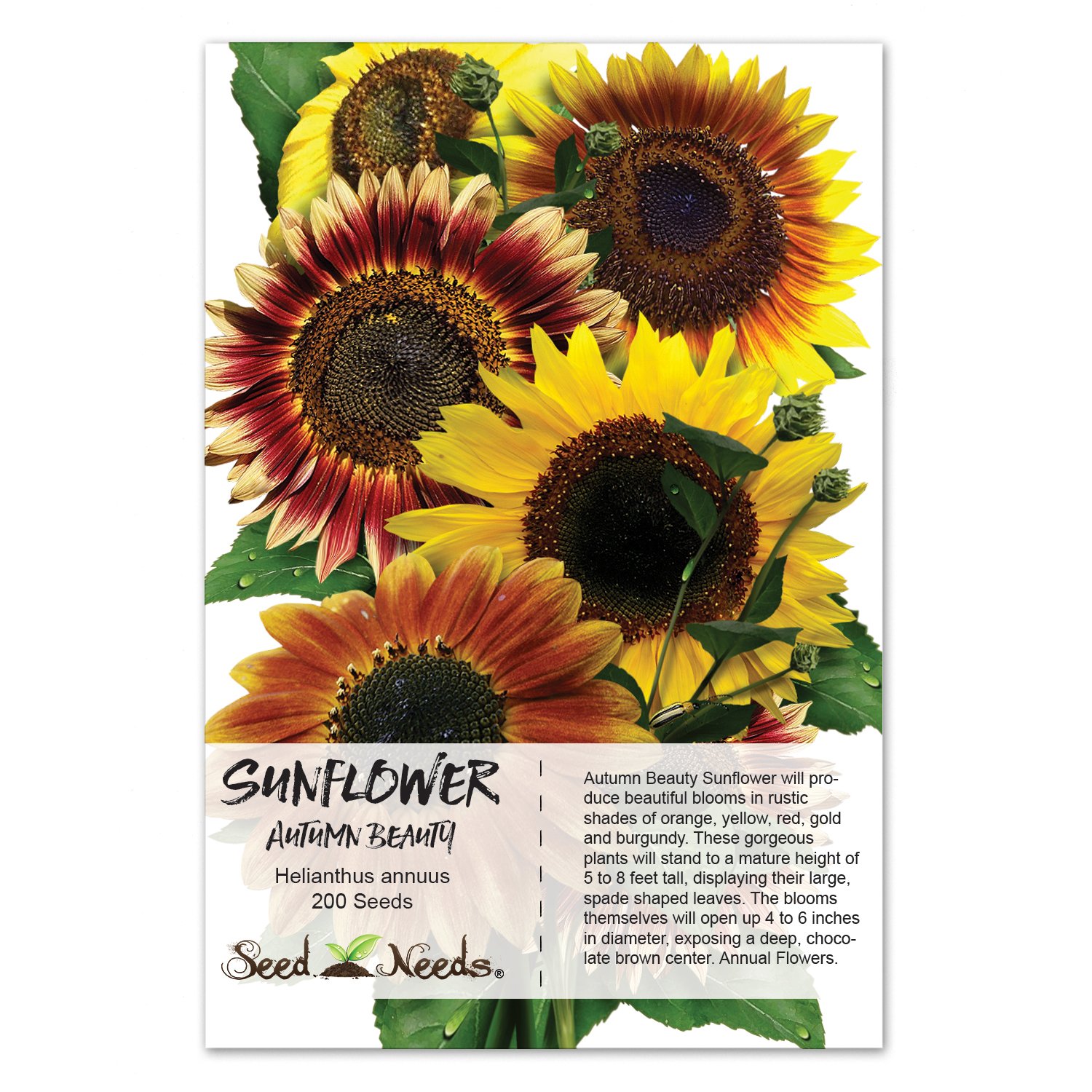 Autumn Beauty Sunflower Seeds (Helianthus annuus) - Seed Needs