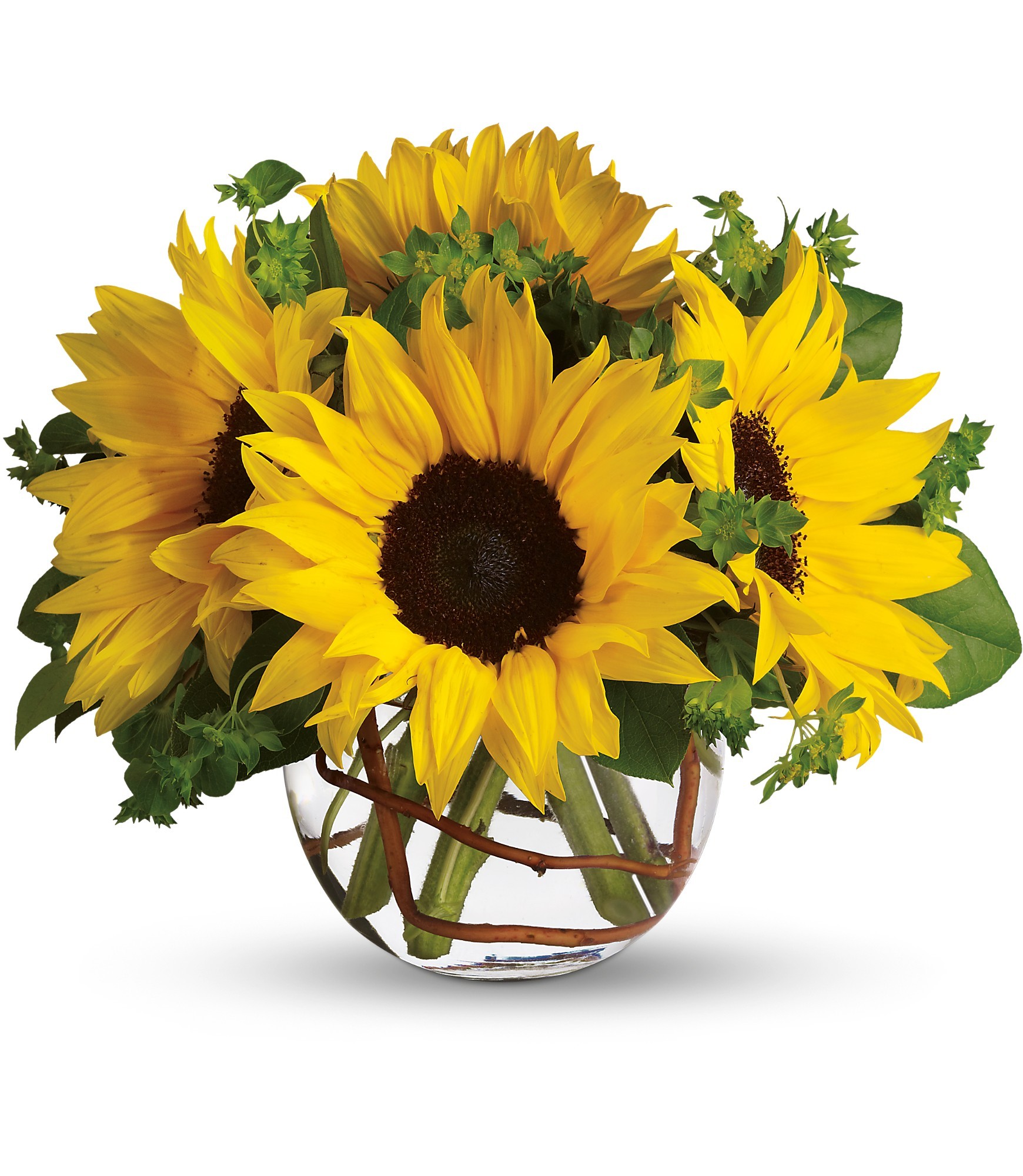 Sunny Sunflower in Peabody, MA | Evans Flowers