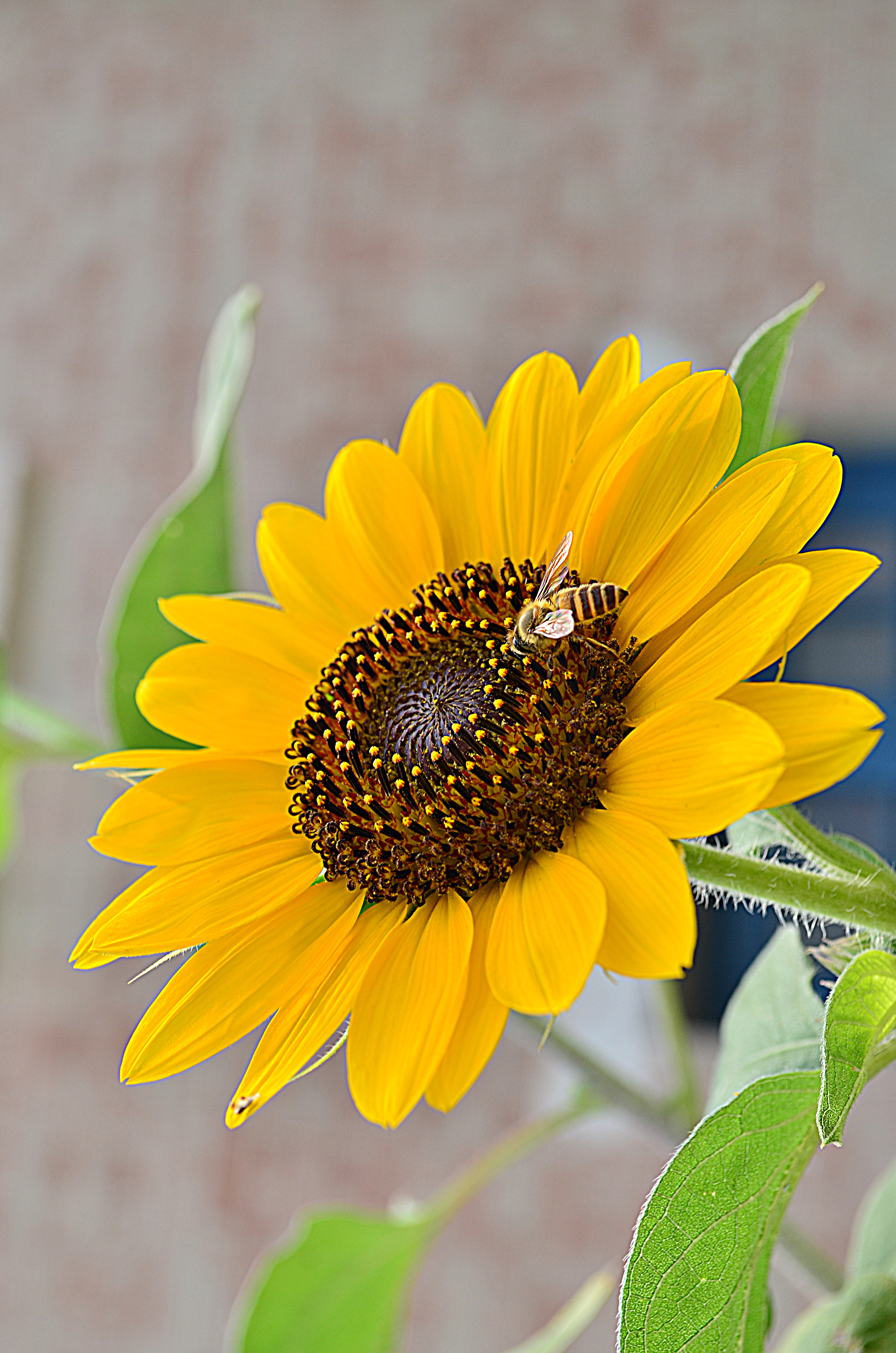 Sun flower and the bee! photo