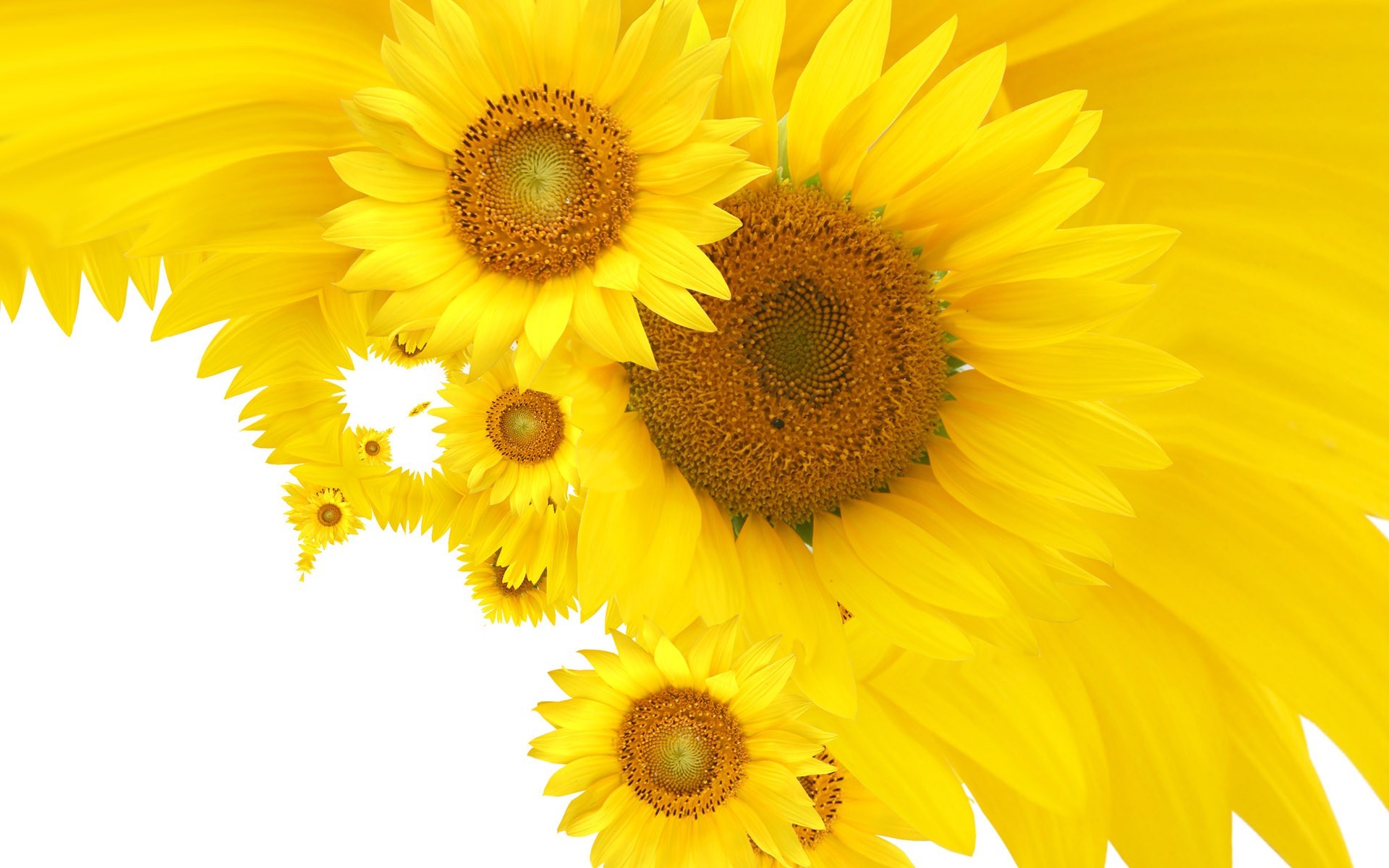 Flower Sun Nice Sunflowers Lovely Wallpapers Gallery ~ Flower HD 16 ...