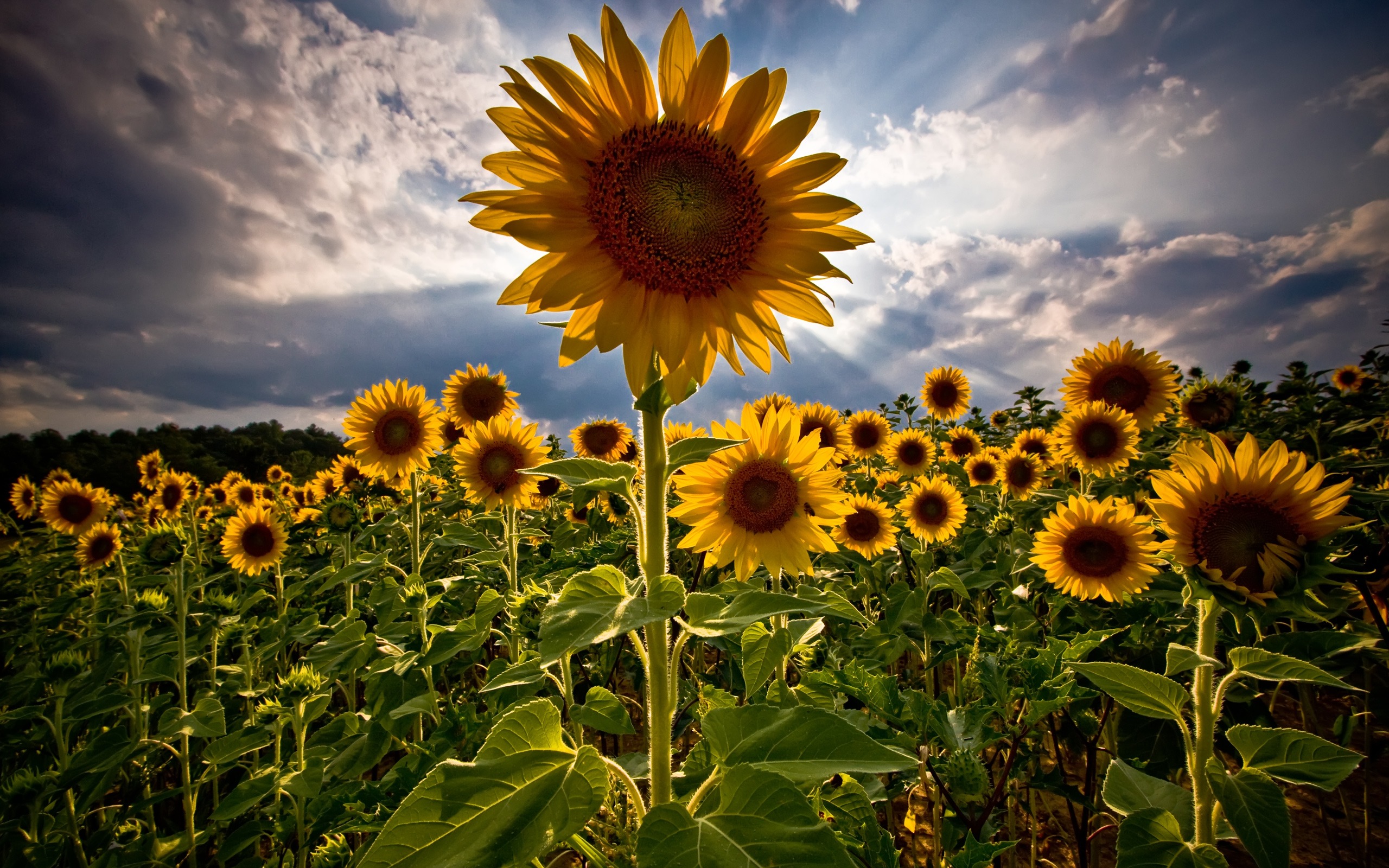 Sun flowers / 2560 x 1600 / Nature / Photography | MIRIADNA.COM