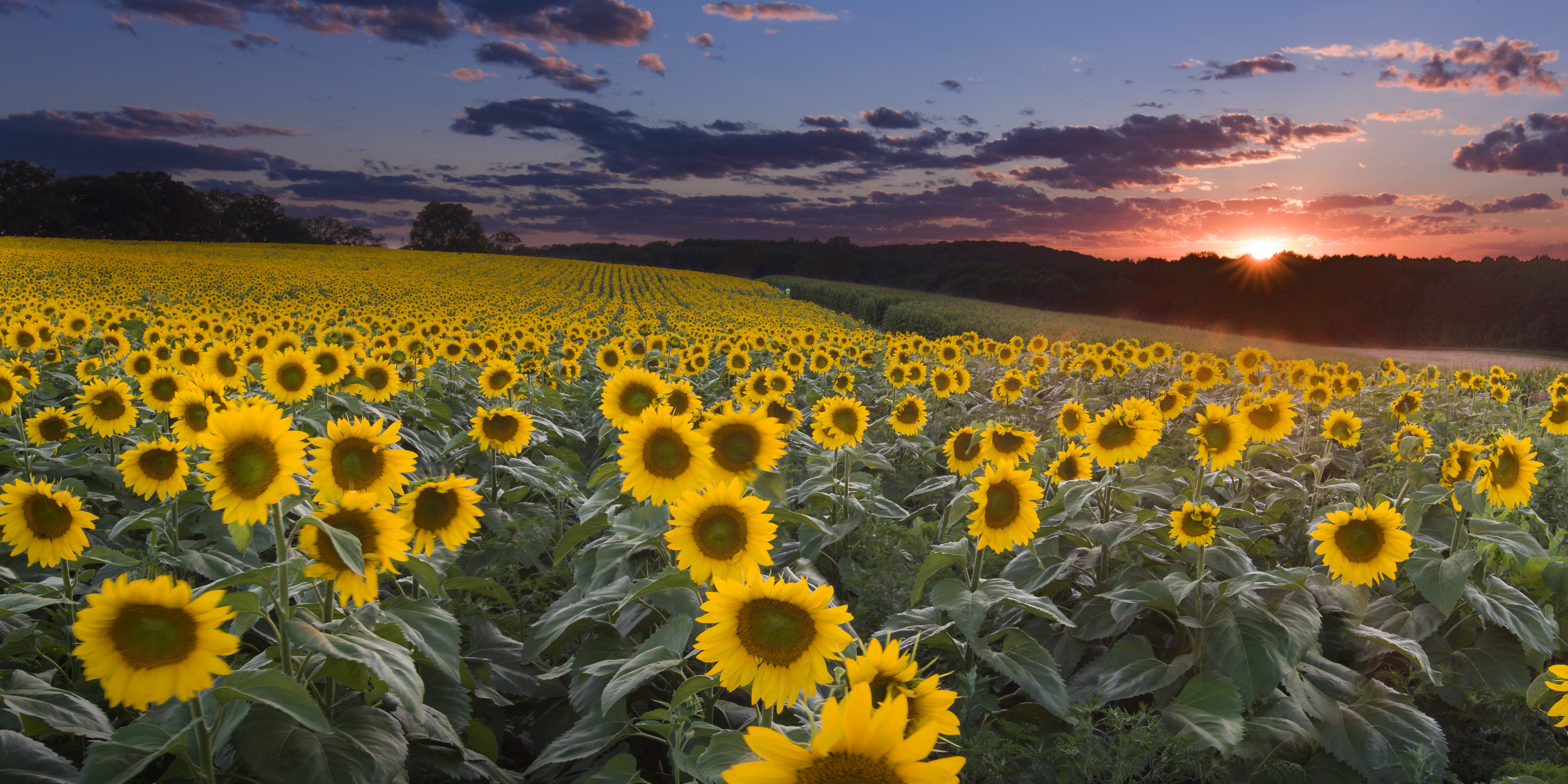 8 Things You Never Knew About Sunflowers (and Where to Find Them in ...