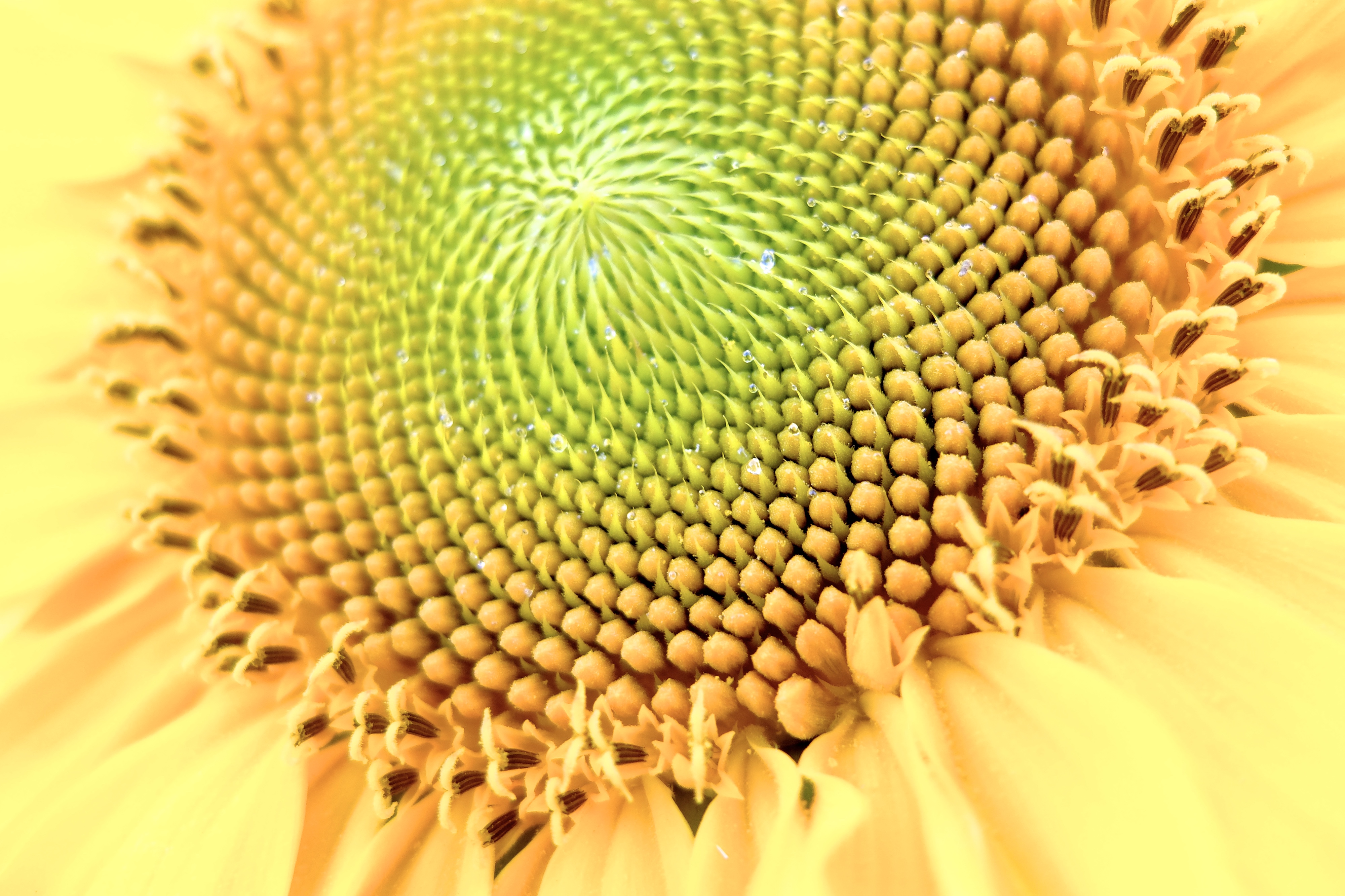 Spiritual Meaning of Sunflowers | Silvia Mordini