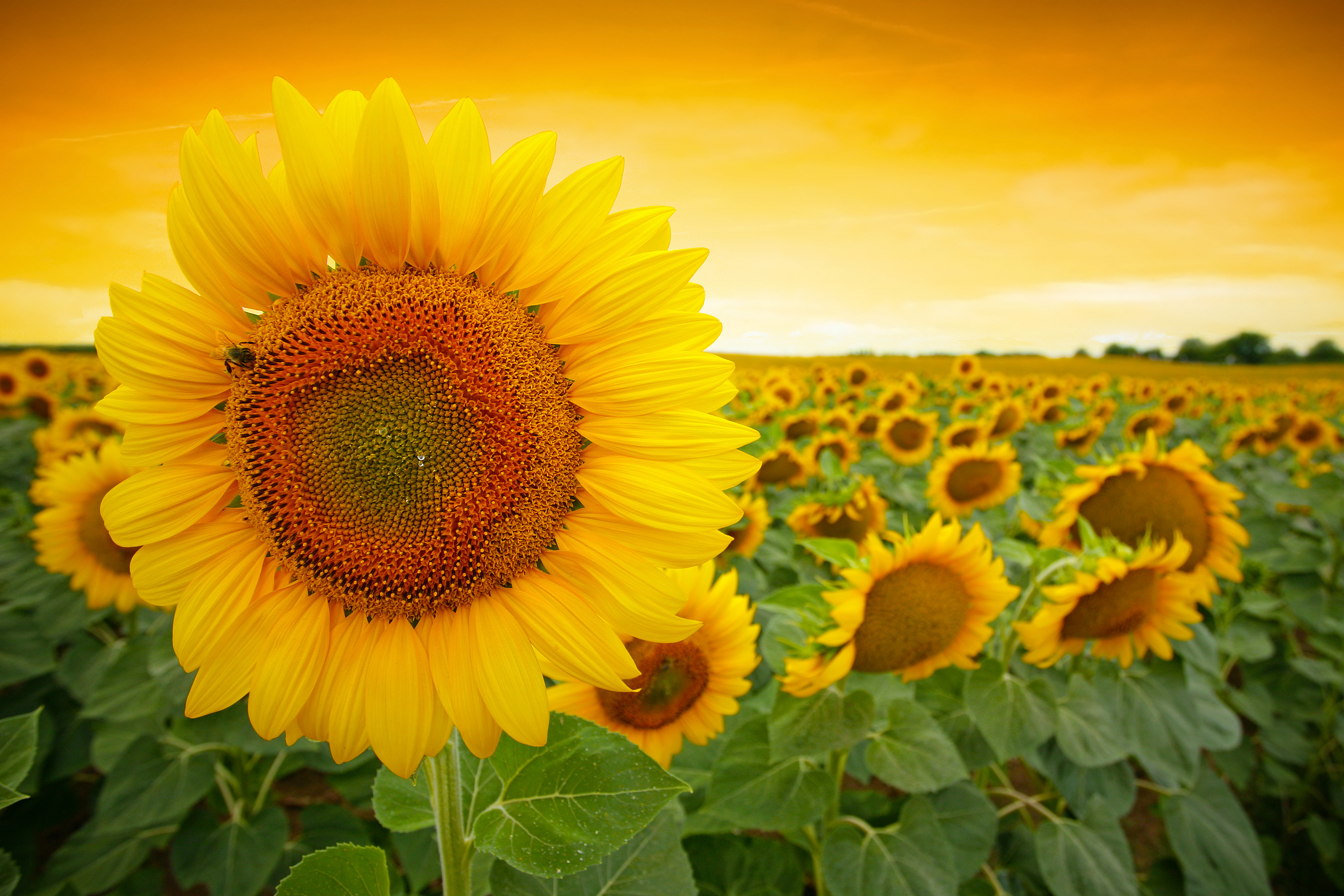 Sun flowers photo