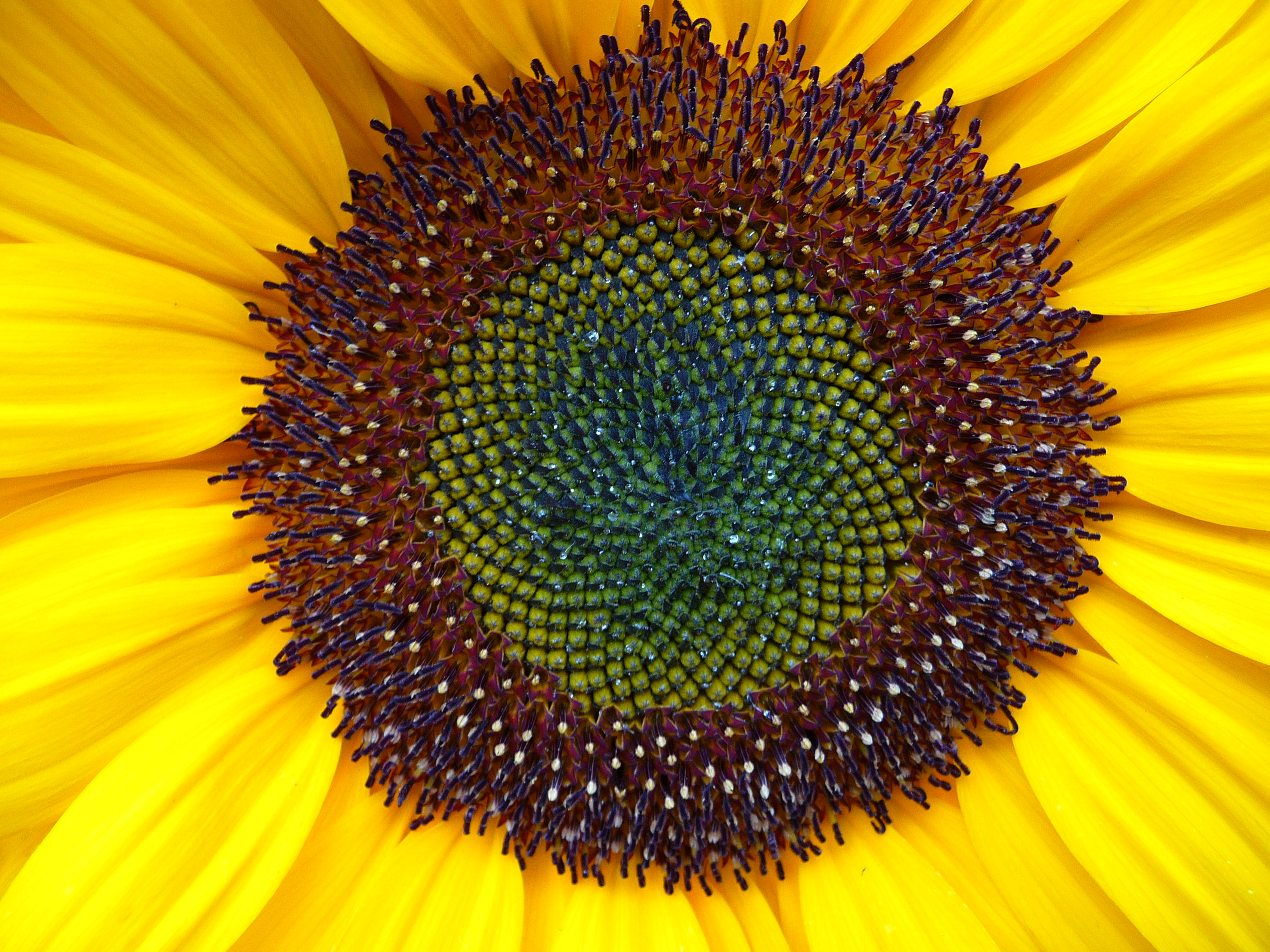 Are Sunflowers Native to Florida? - ProFlowers Blog