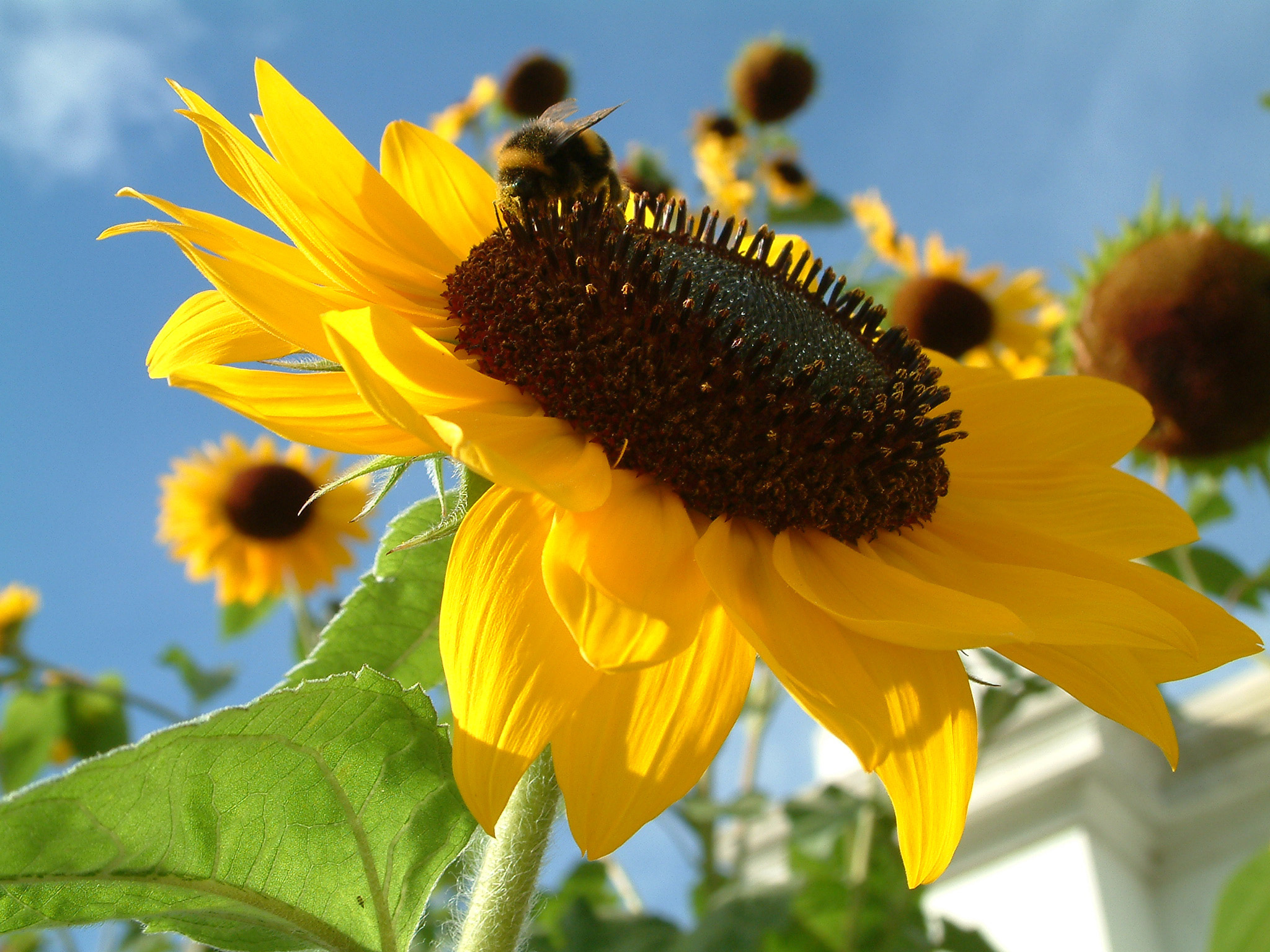Stop Critters From Eating Sunflowers | DiscoverMagazine.com