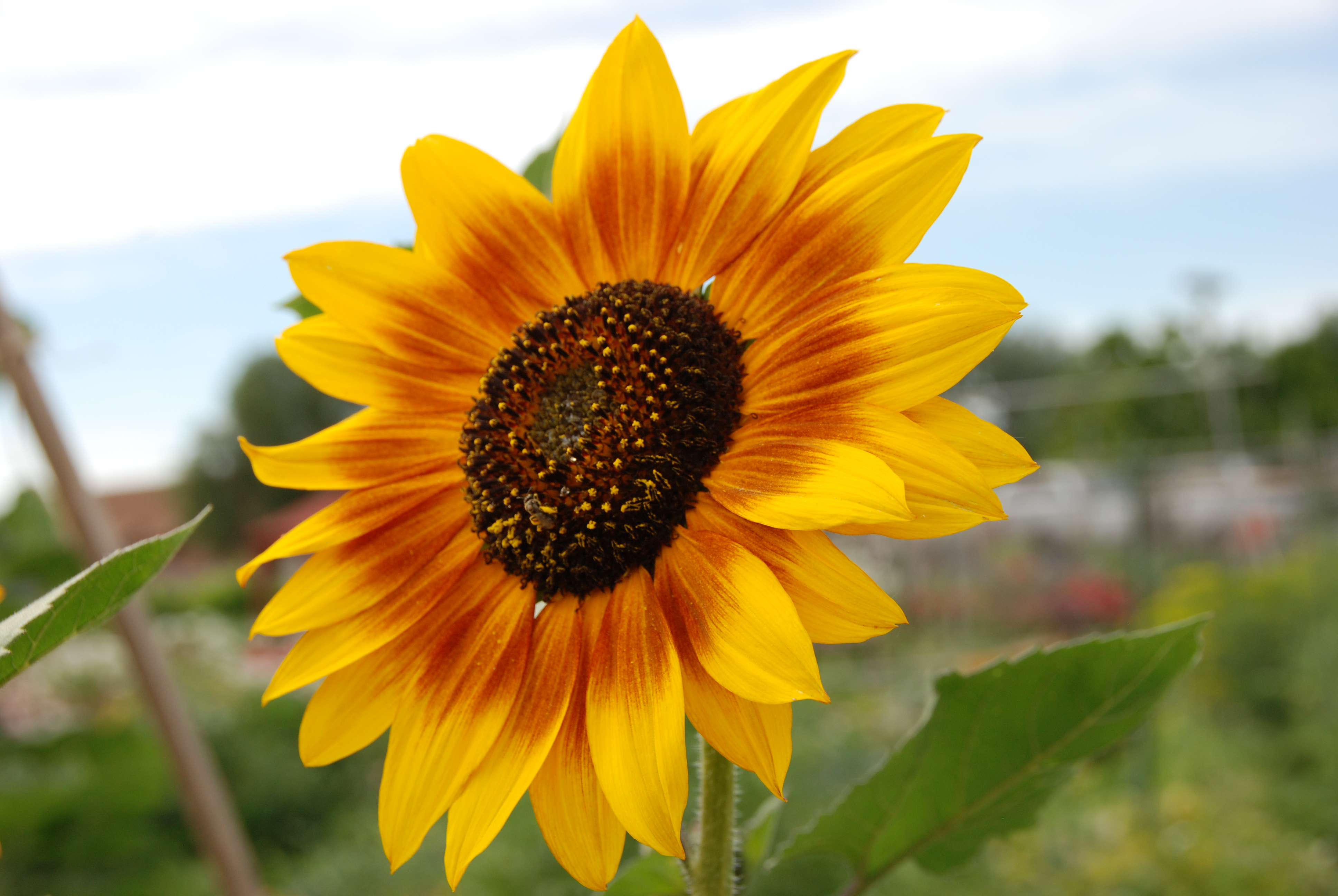 how to dry sunflowers | Gardening after five