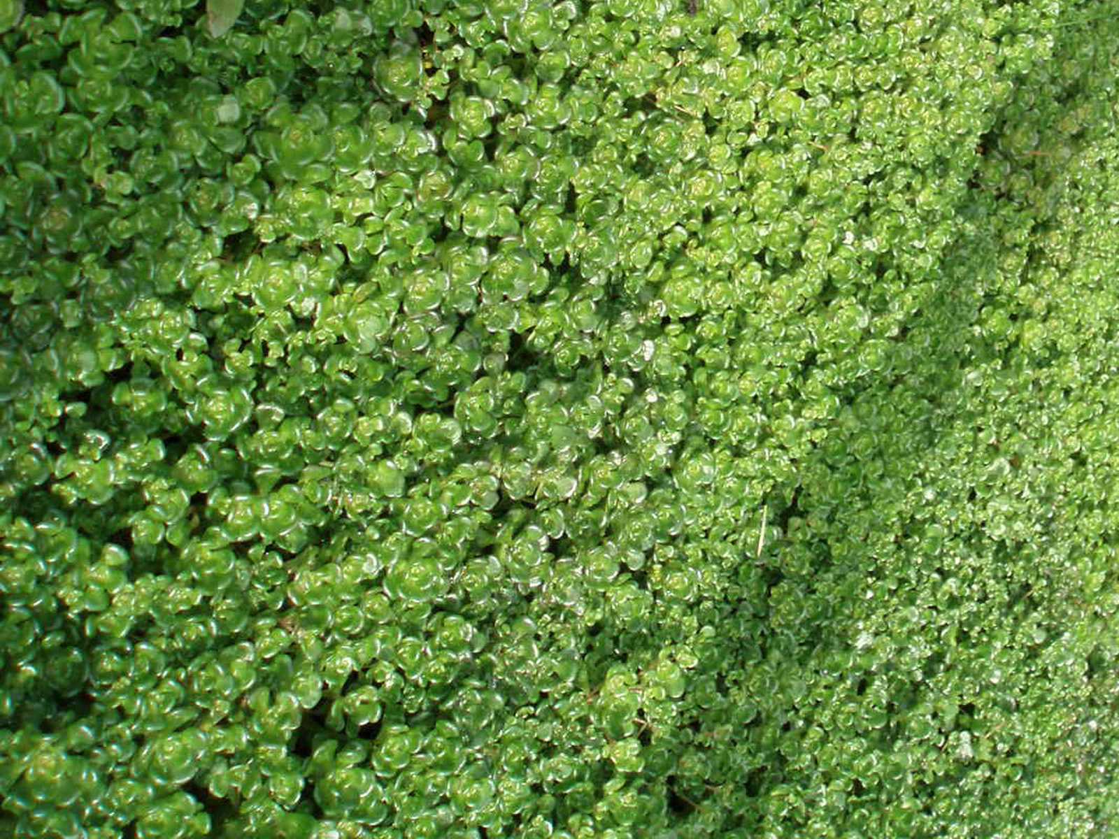 Low Growing Evergreen Ground Cover Sun - Round Designs