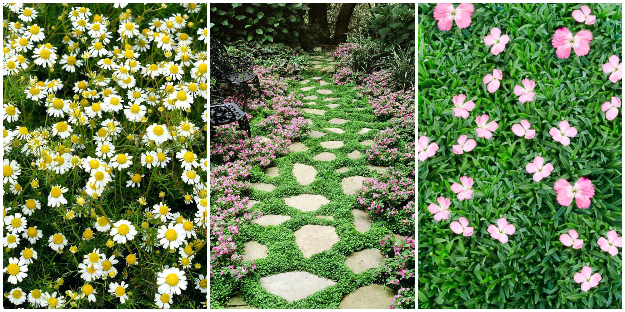Low Growing Border Plants Best Ground Cover Flowers These Low ...