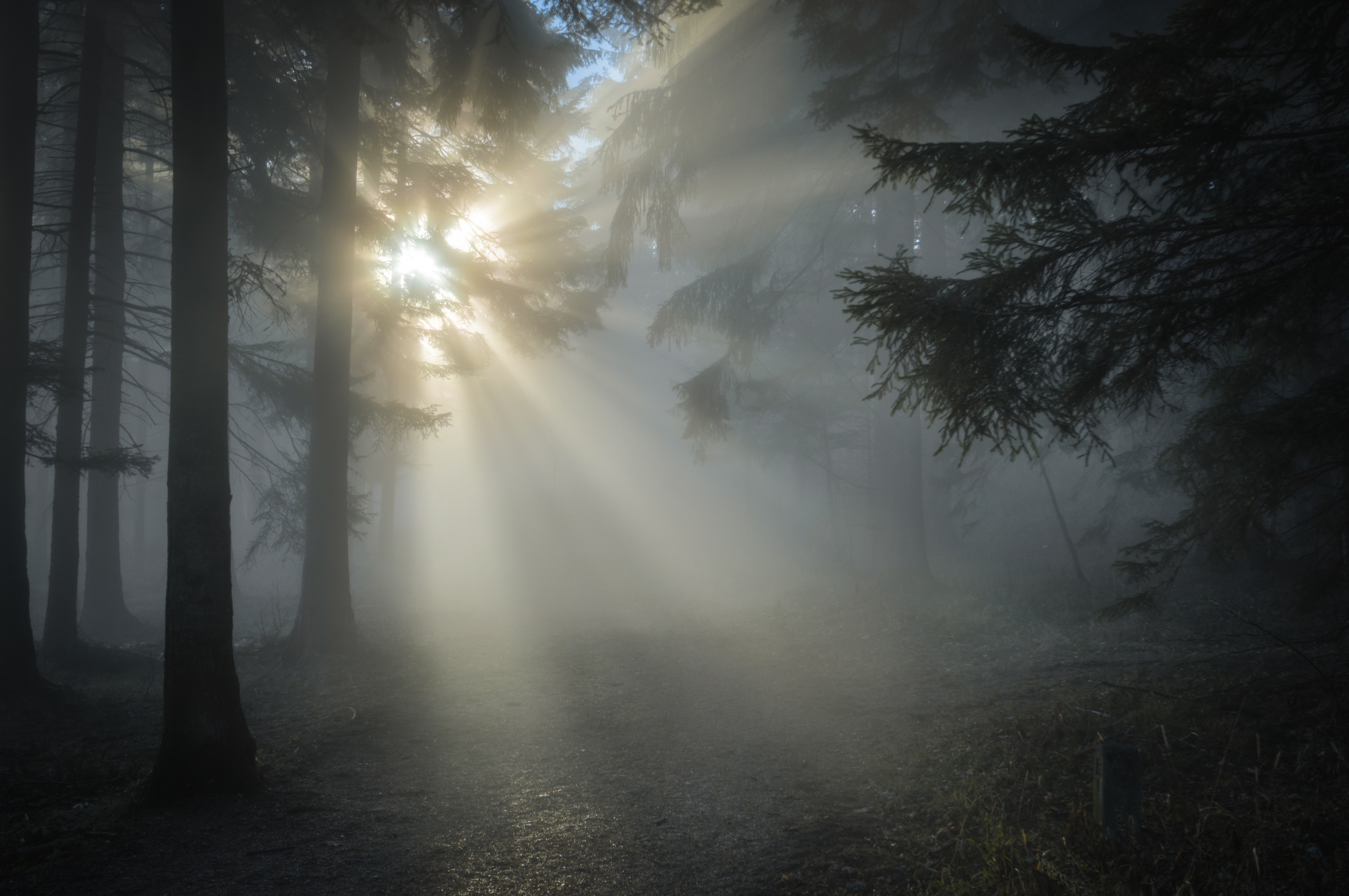 Sun rays through the tree leaves and mist photo