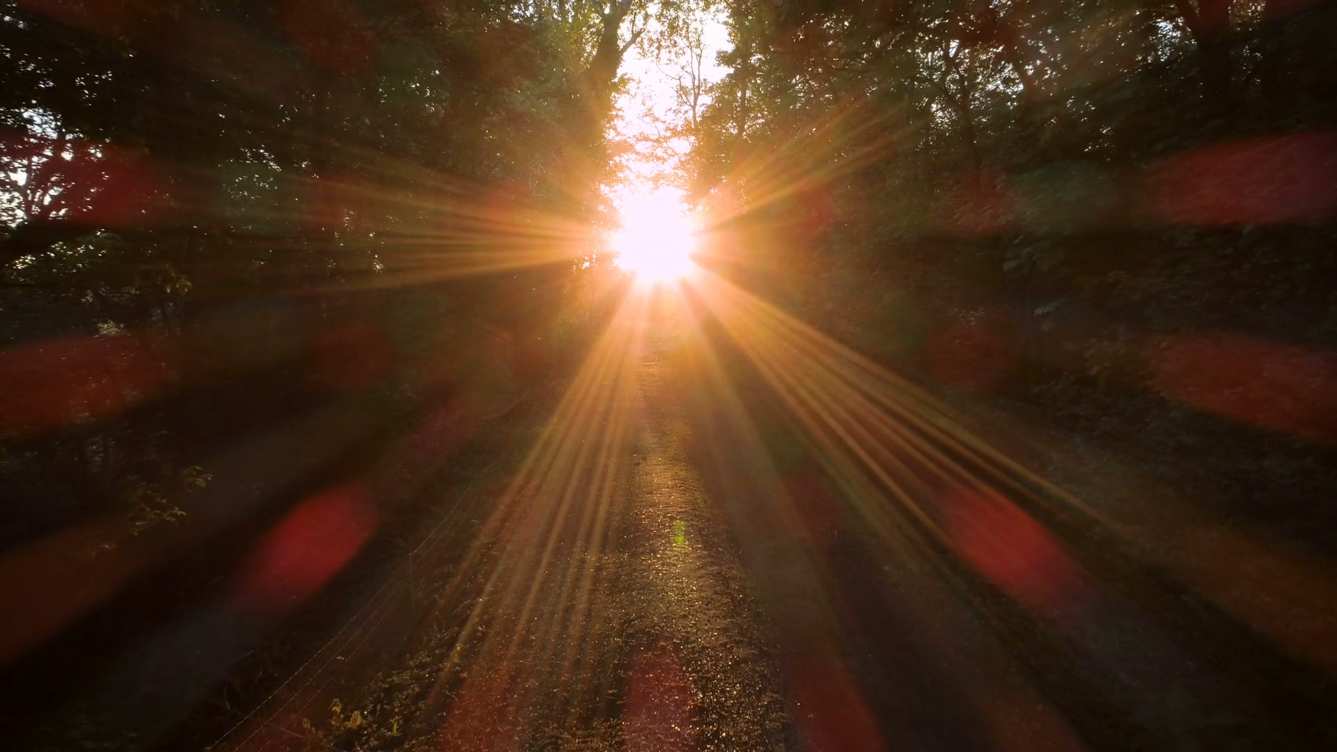 Sun shining through forest path, smooth aerial motion Stock Video ...