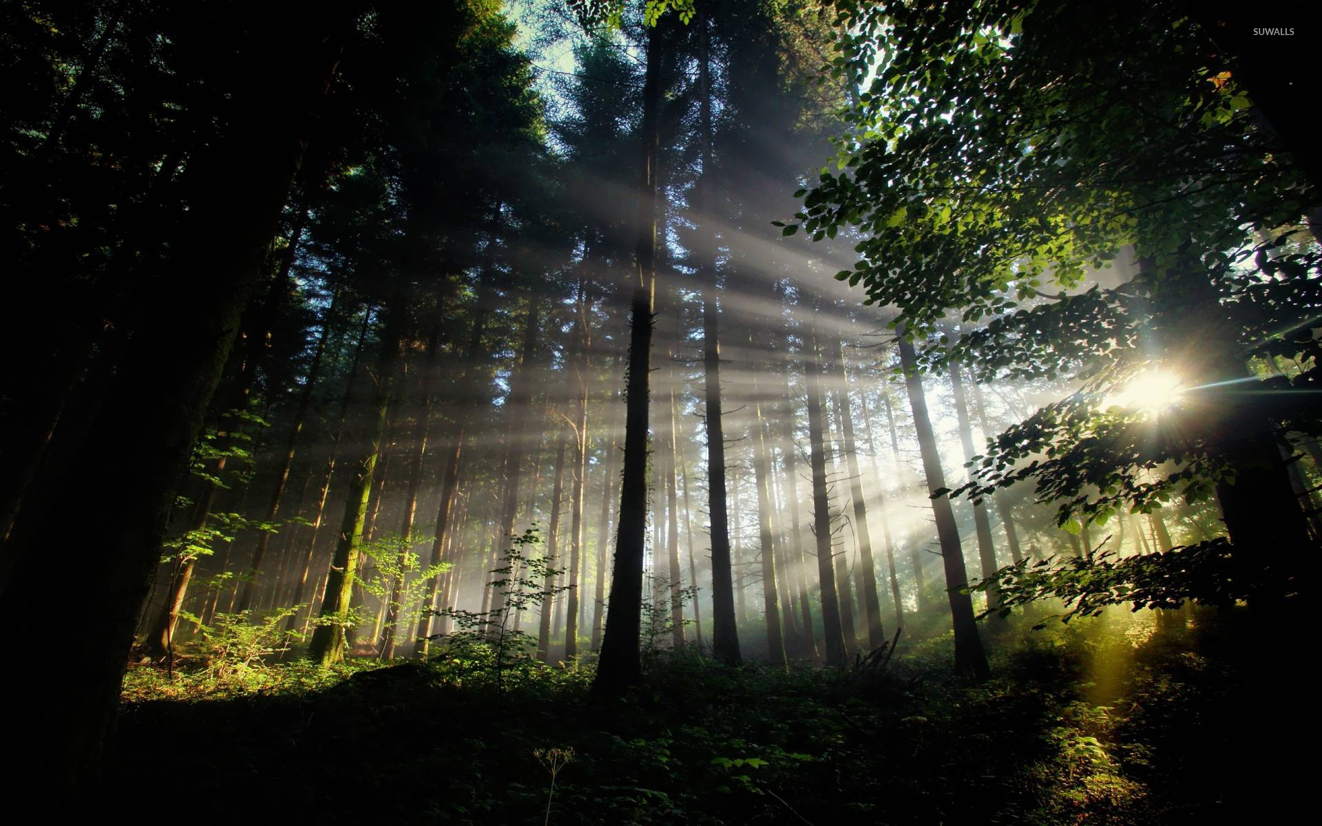 Sun shining through the forest wallpaper - Nature wallpapers - #14791