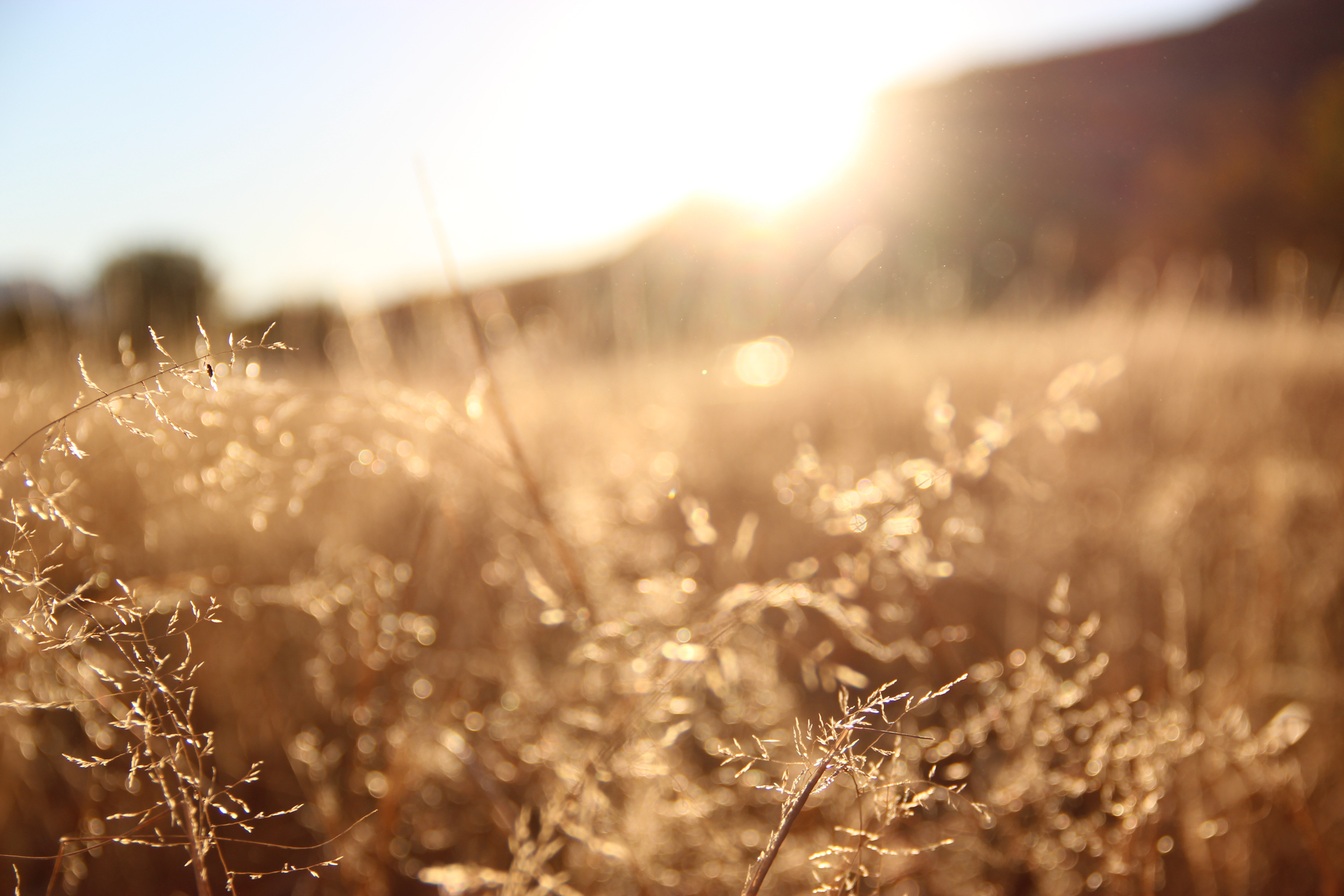 Free Stock Photo of Sun Shining Through Dry Grass