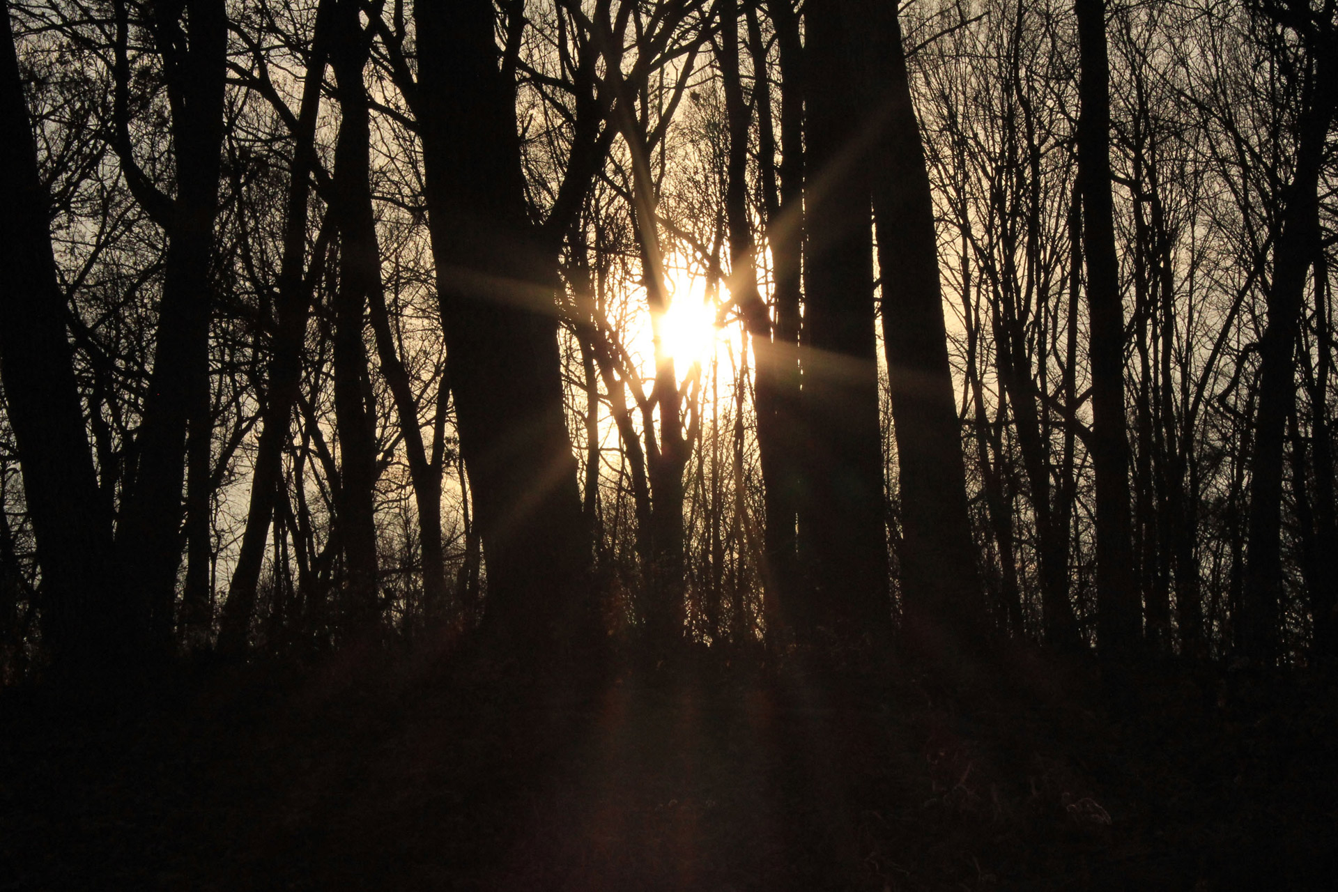 Sun Shining Through Trees Free Stock Photo - Public Domain Pictures