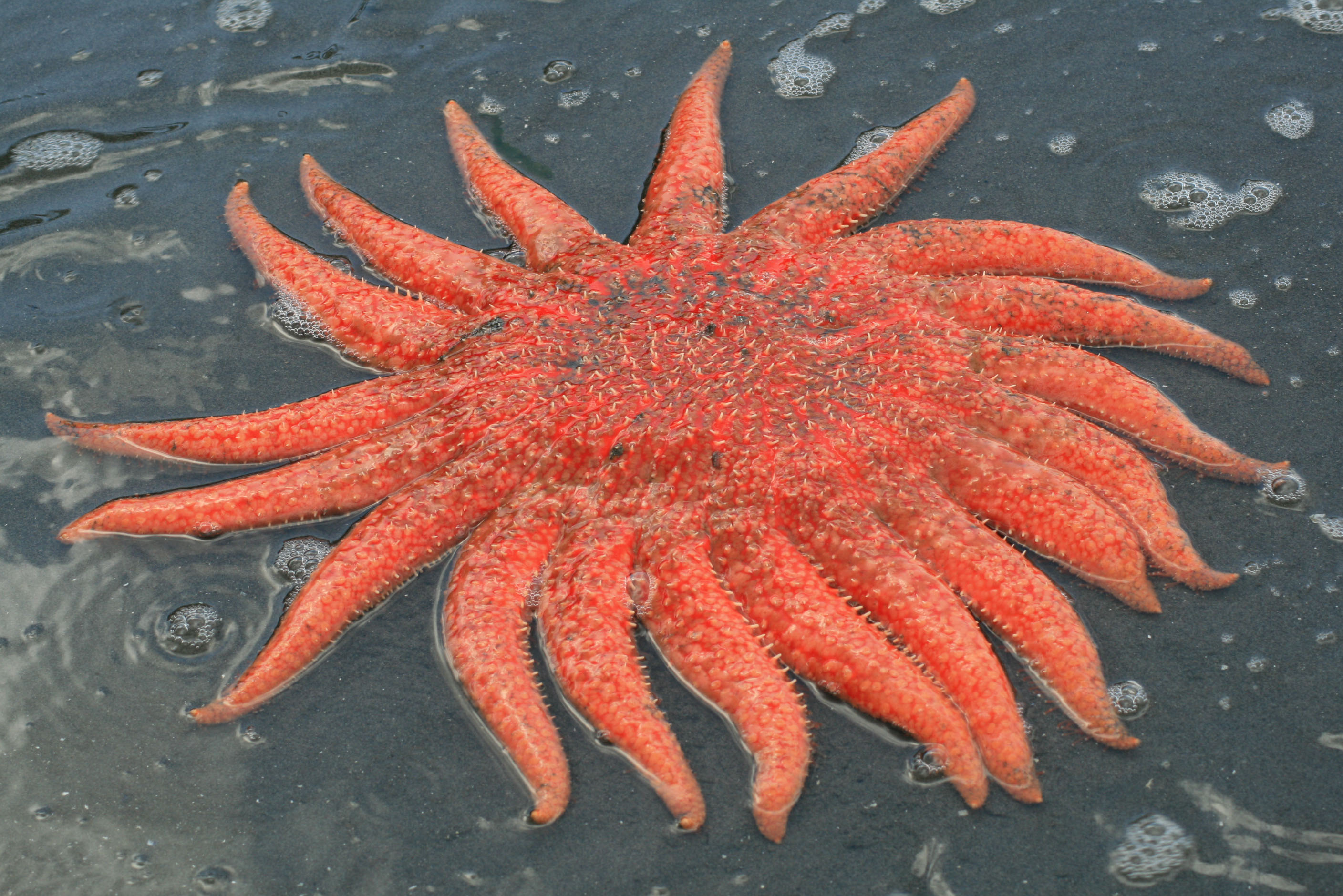 Sea Star Wasting Disease | Our Life in the Pacific Northwest