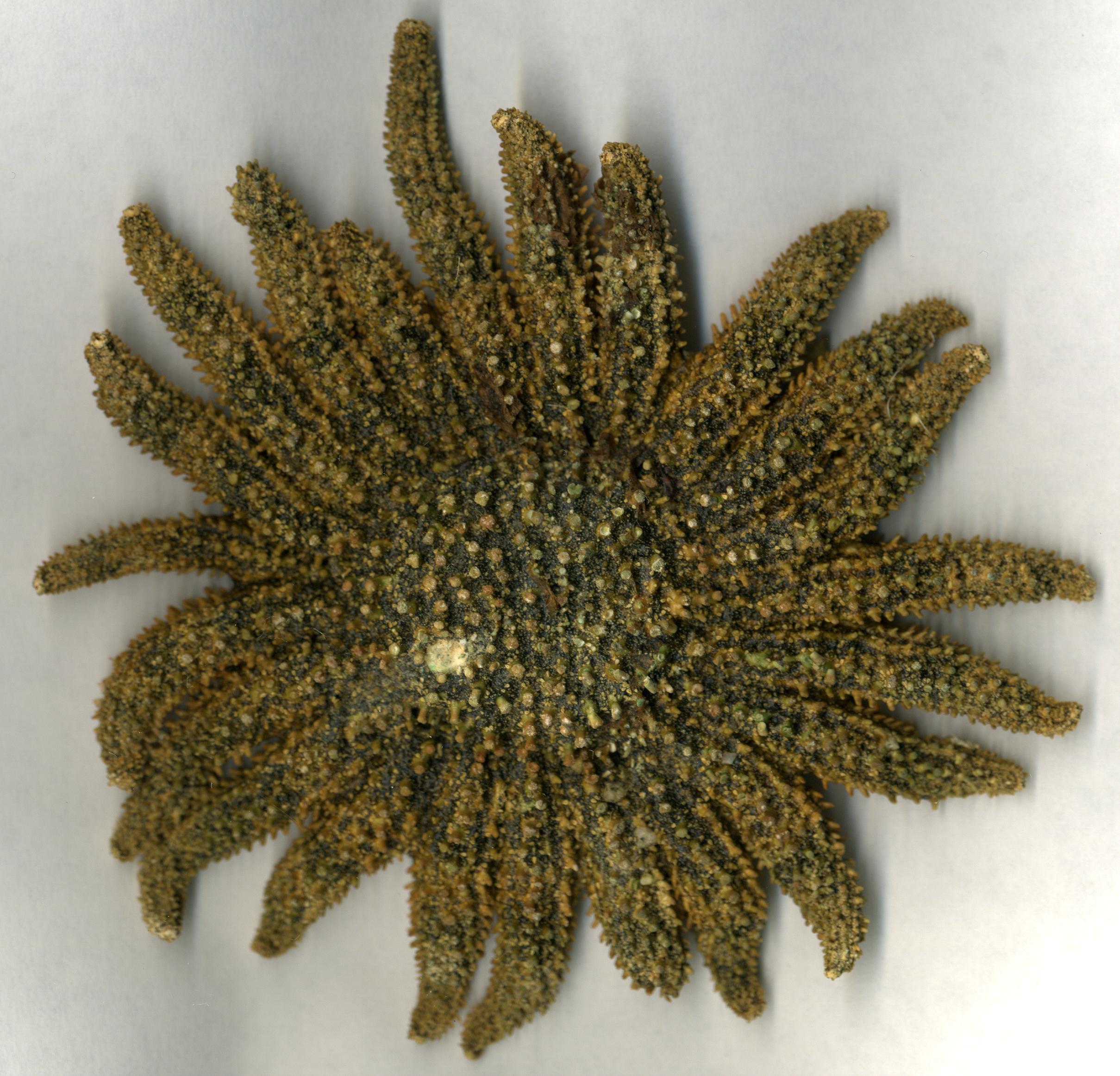 Stereoscopic gallery of Sun Starfish