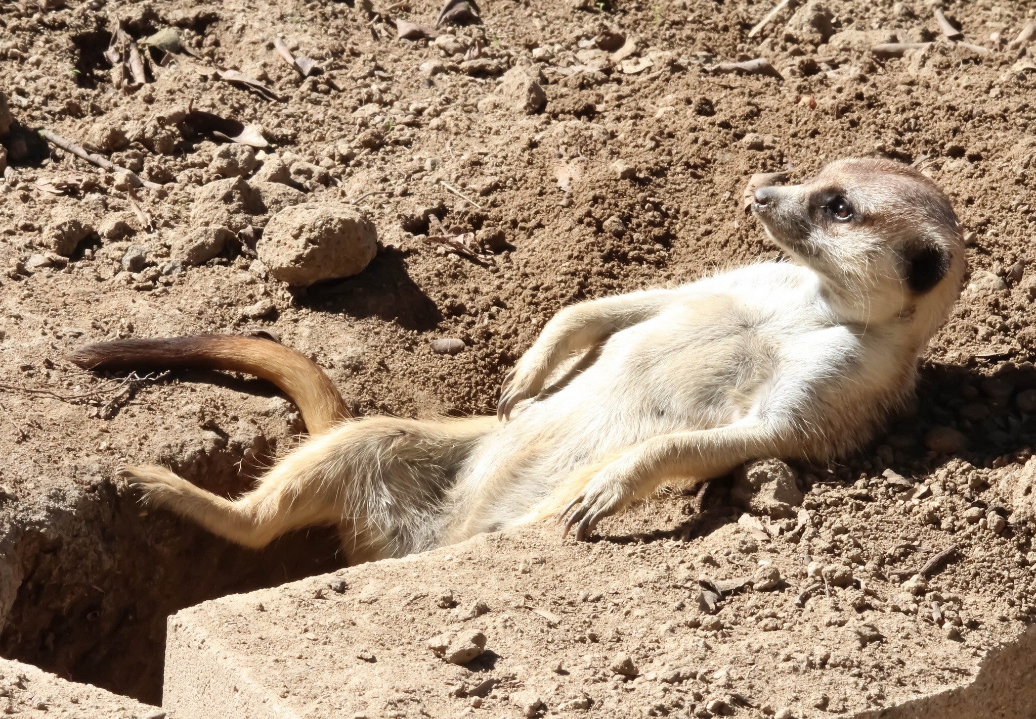 Animals: Sunbathing Meerkat Hole Rasslabon Relaxation Animals Images ...