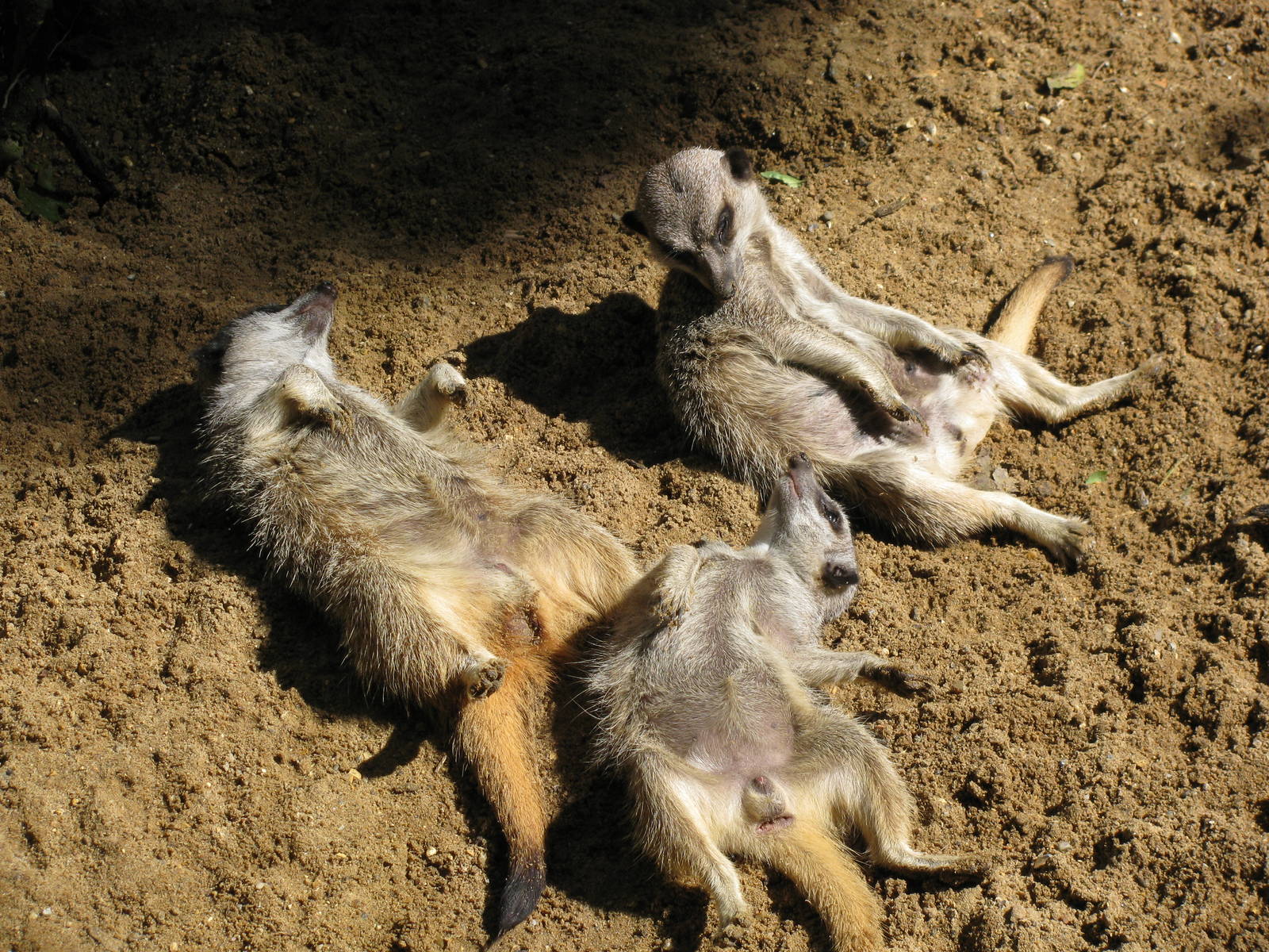 Meerkats sunbathing | ZooChat