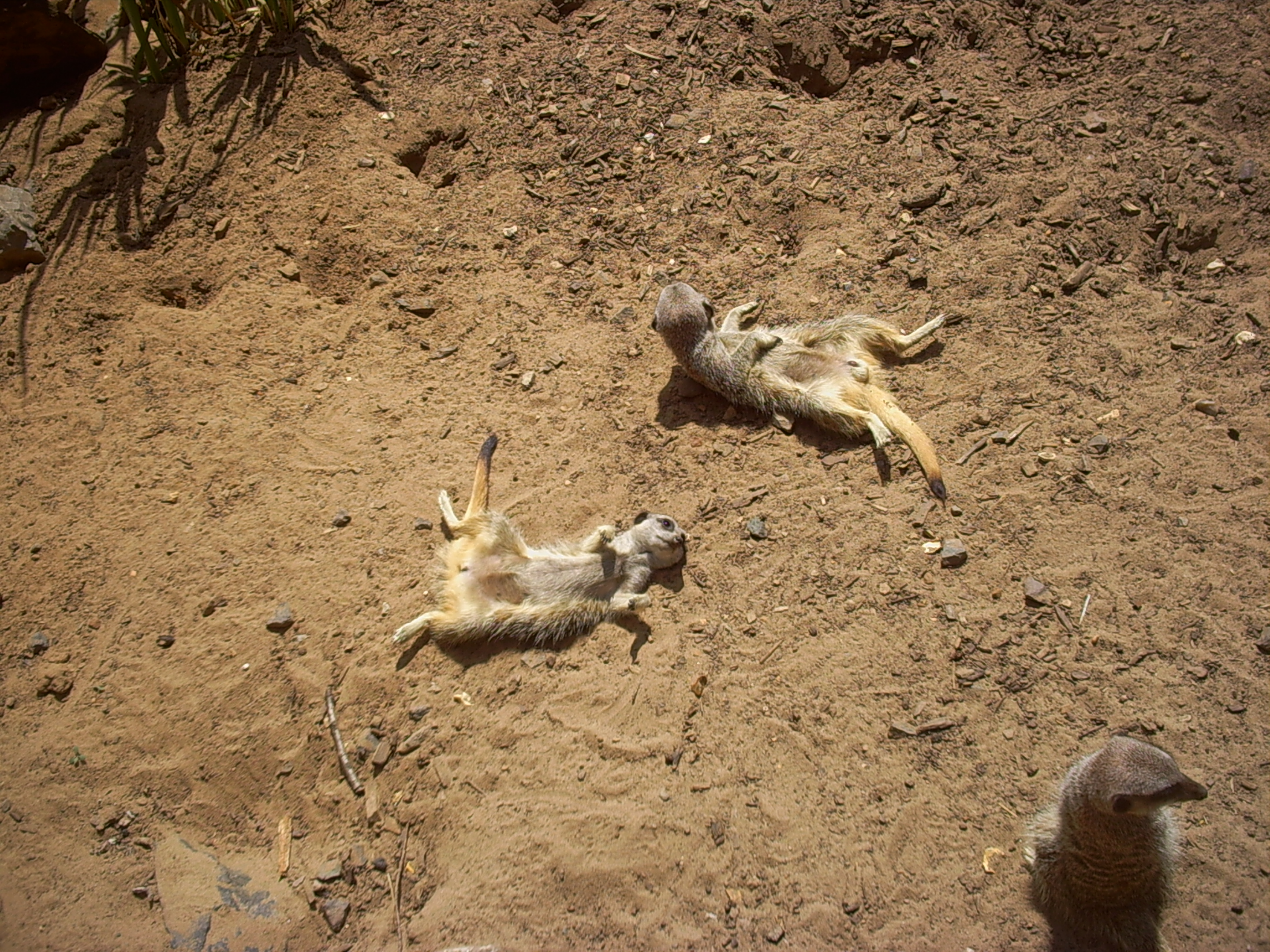 meerkats Sunbathing | Coolcat8849's Blog