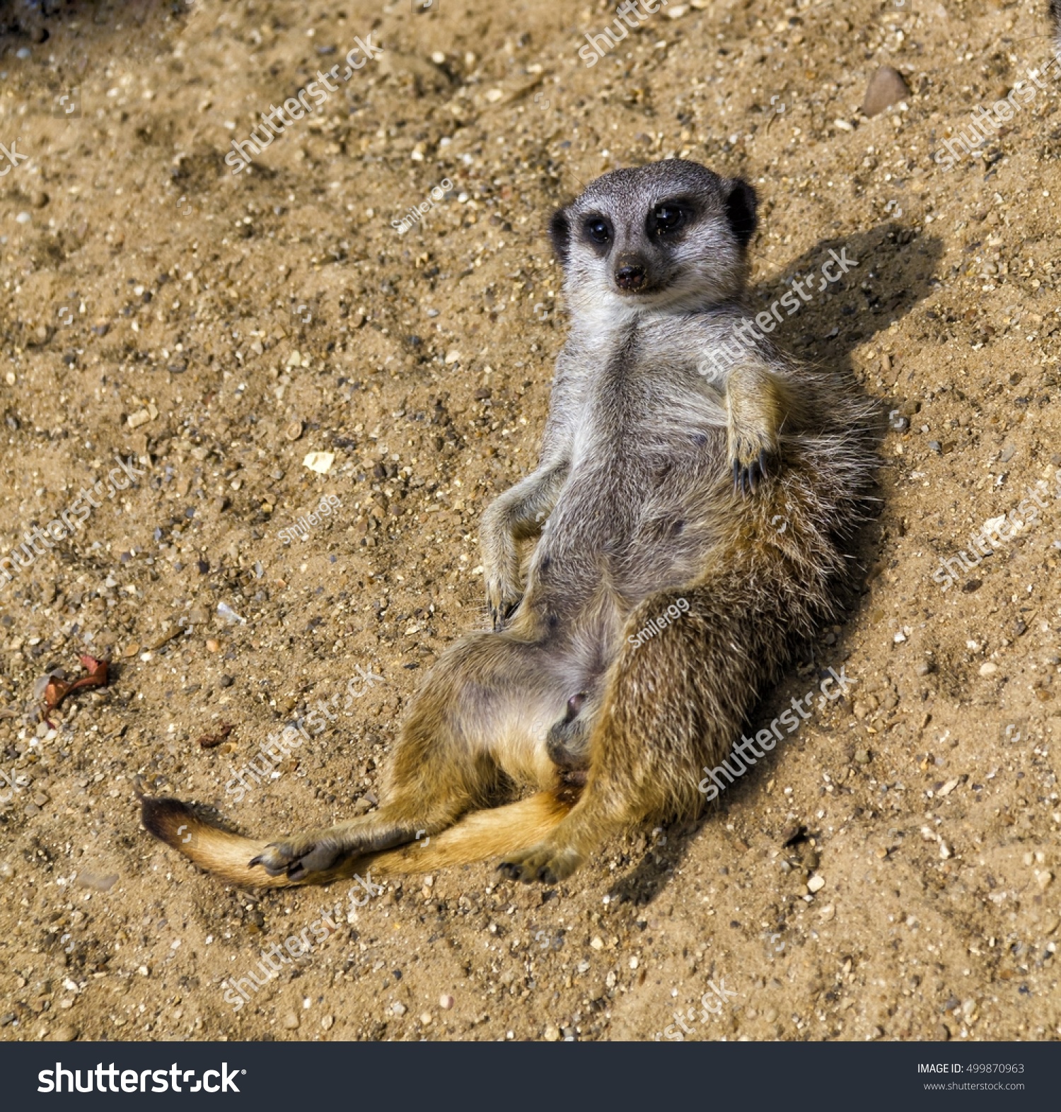 Meerkat Sunbathing Stock Photo (Royalty Free) 499870963 - Shutterstock