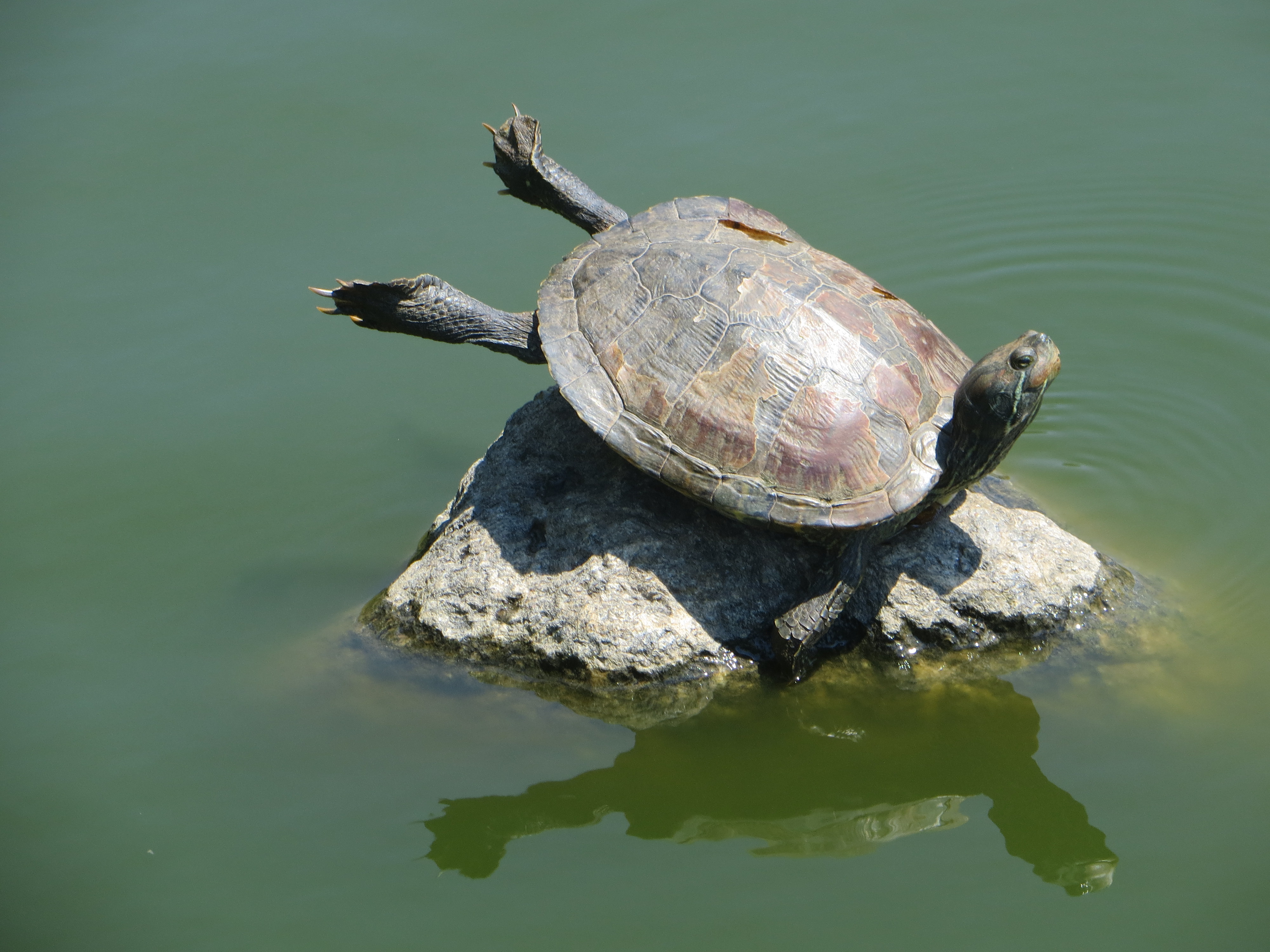 Sunbathing turtle photo