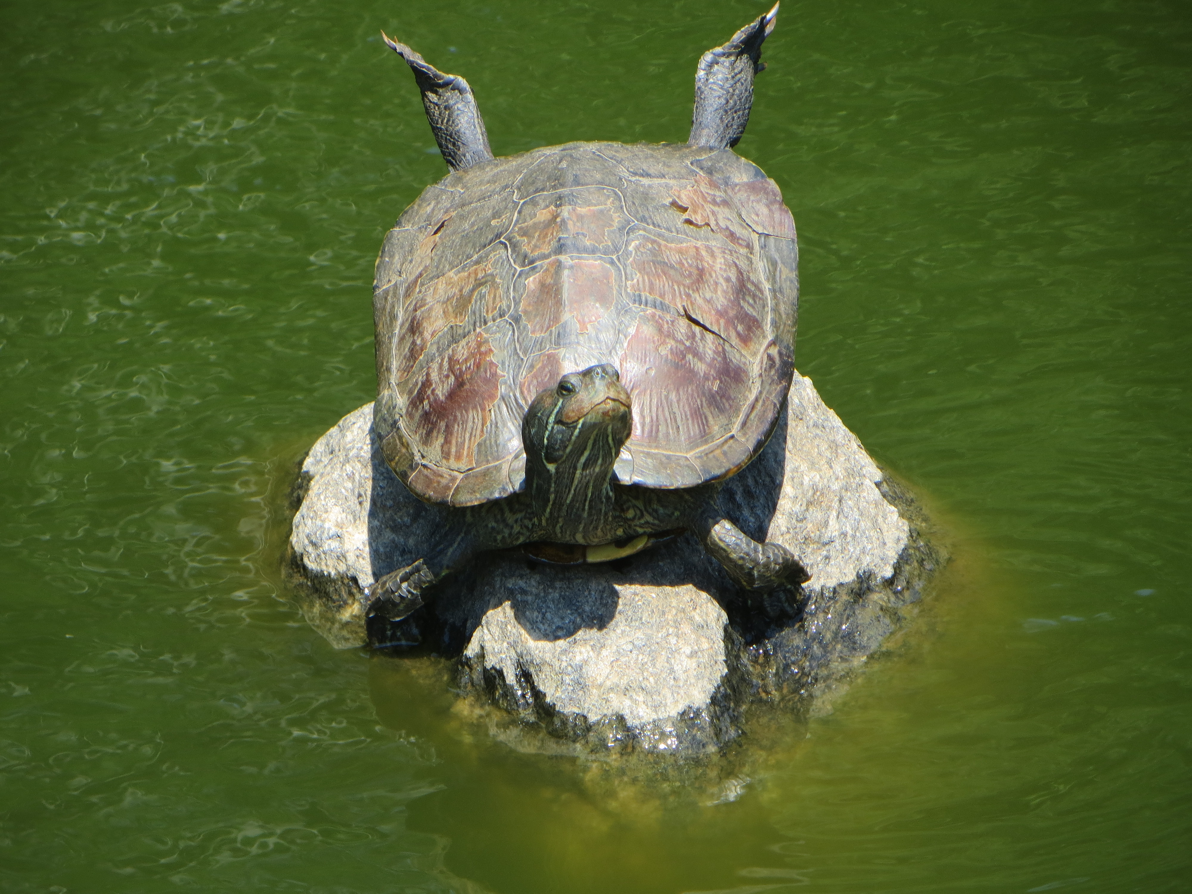 Morningside Park: Sunbathing Turtles, Molting Mallards, Feral Cats ...
