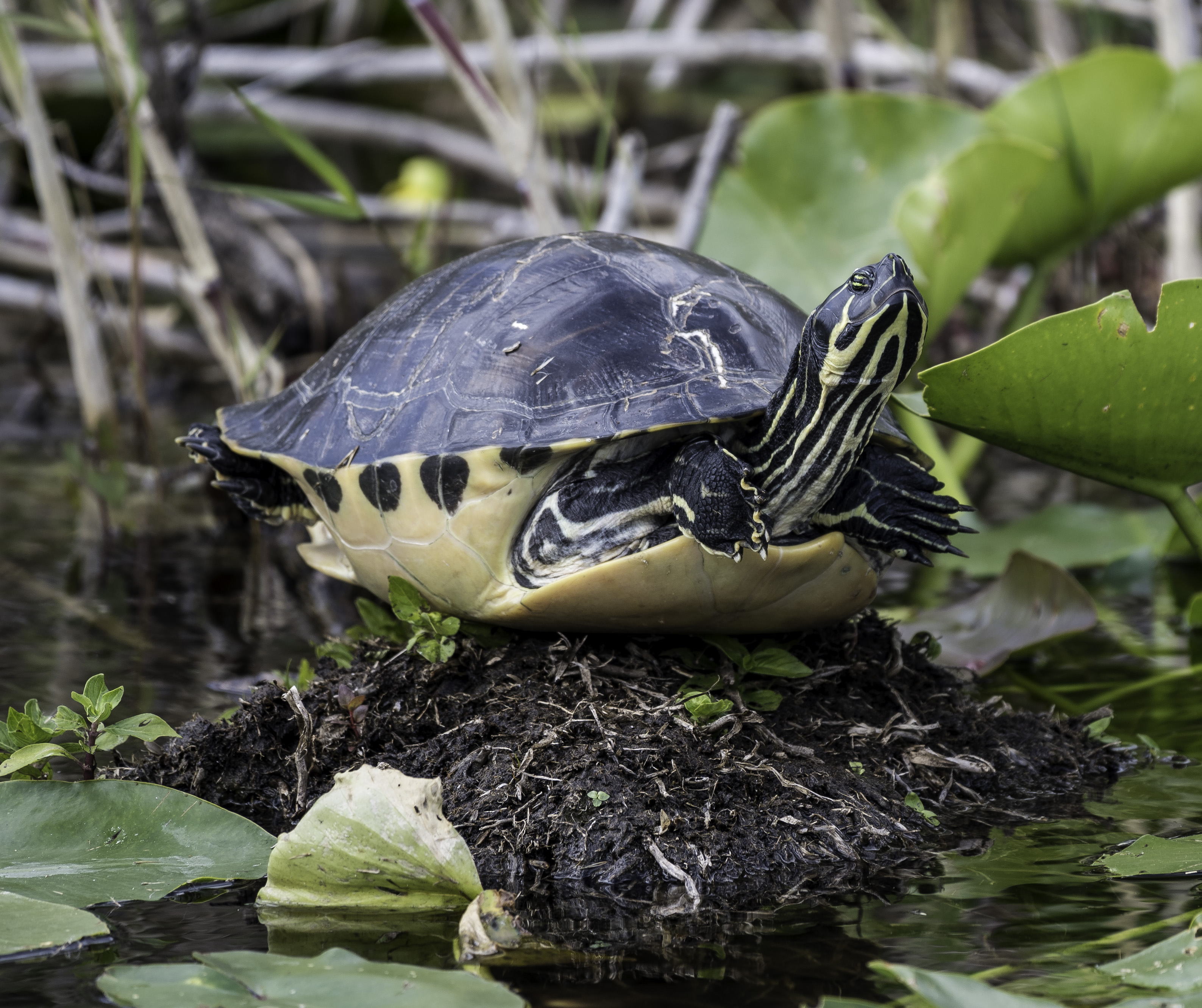 Turtle Sunbathing in the Anhinga Trail image - Free stock photo ...