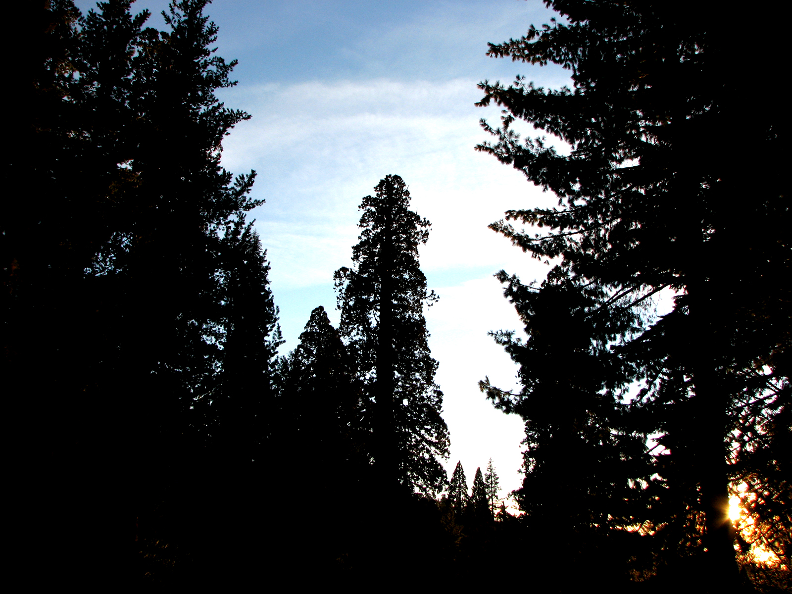 Sundown forest photo
