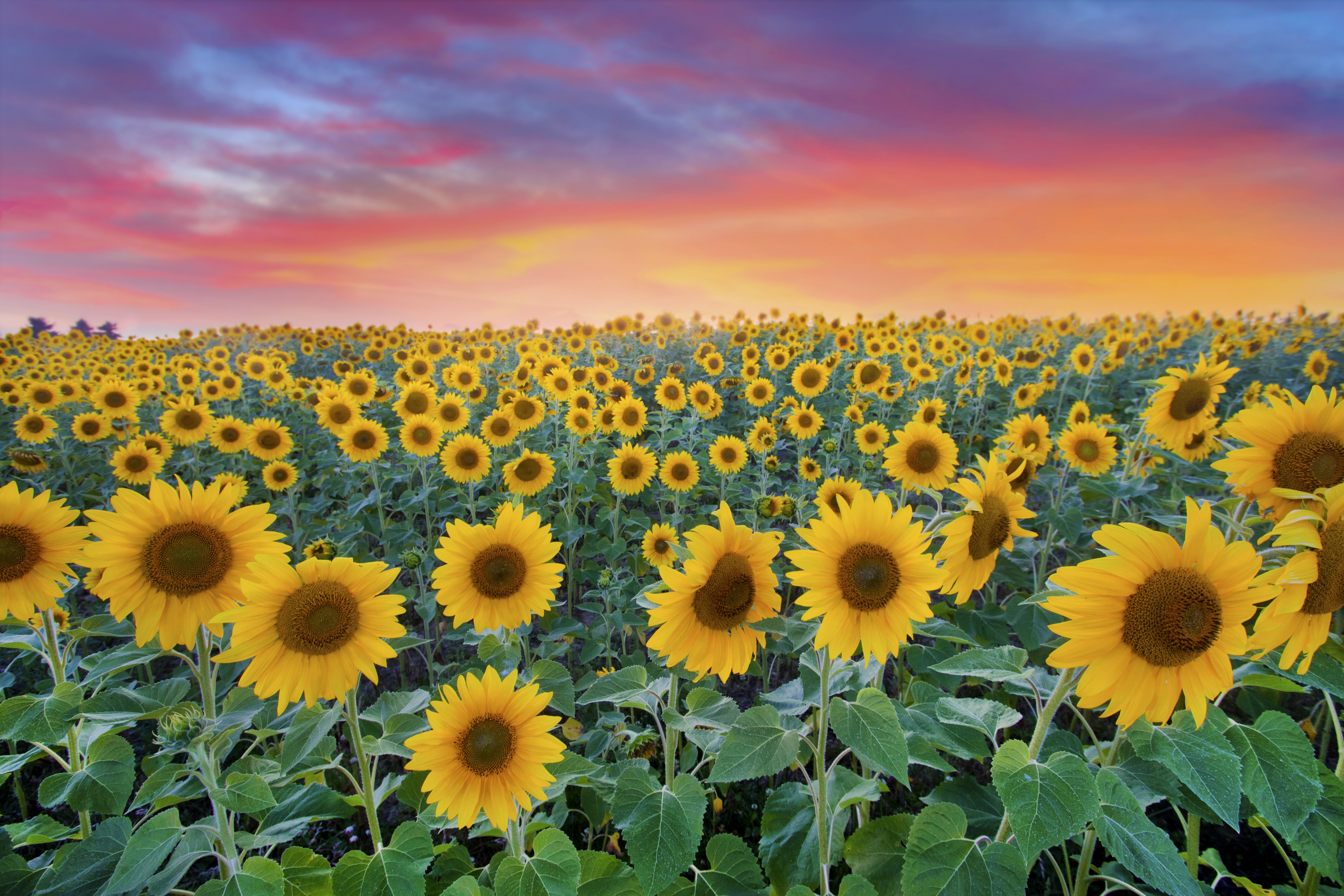 Saaty Photography | A Sunflower Sunset - Saaty Photography