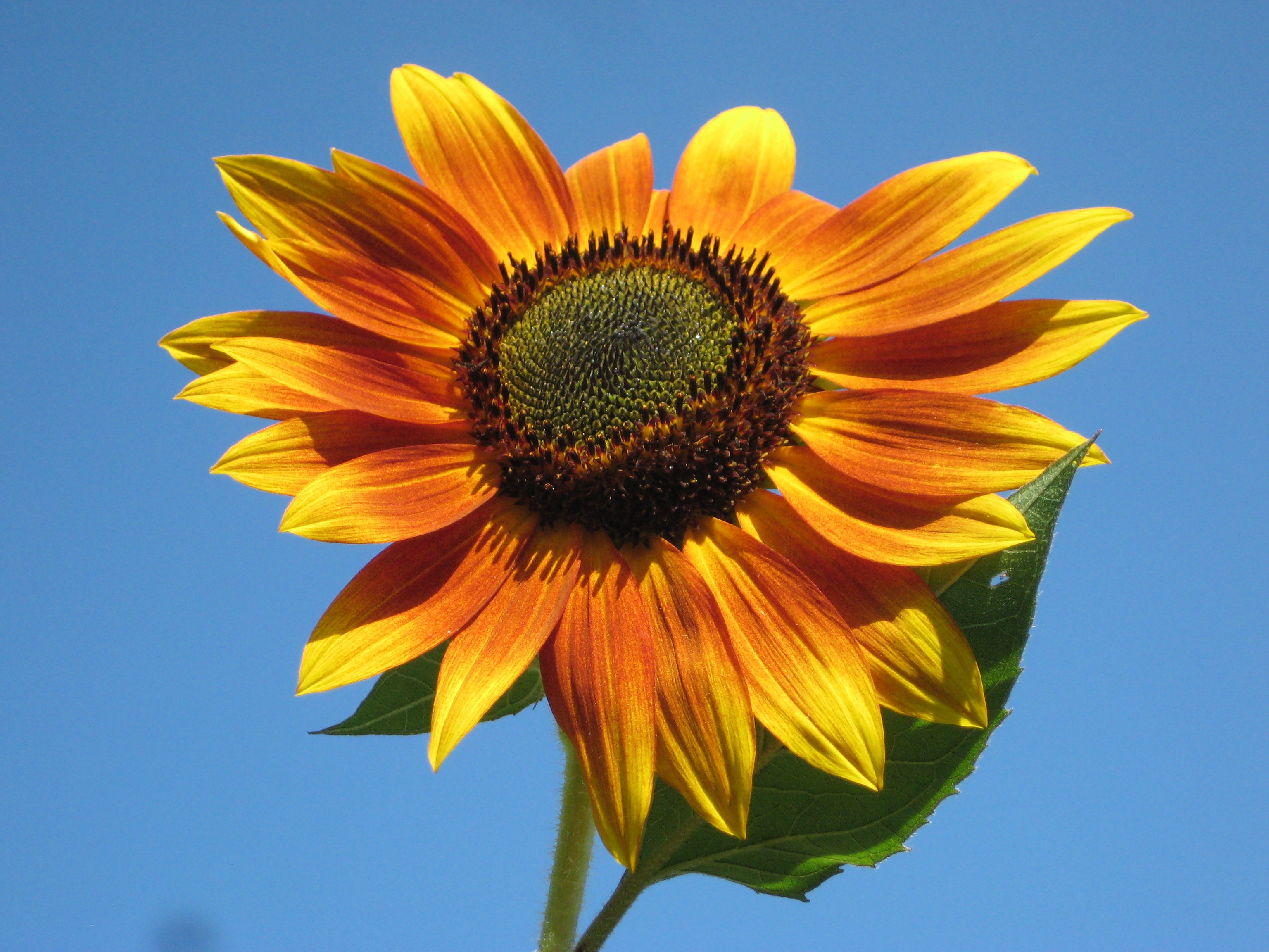 Sunflower Closeup, Blooming, Closeup, Field, Flower, HQ Photo