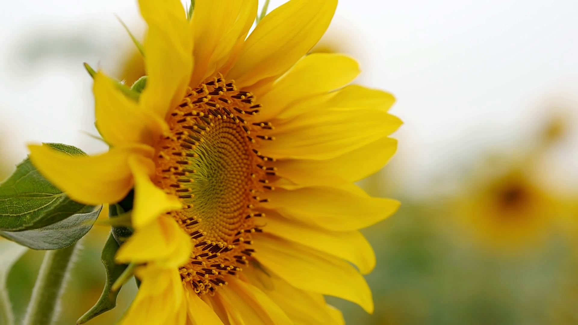 Sunflower closeup in the field 4 Stock Video Footage - VideoBlocks