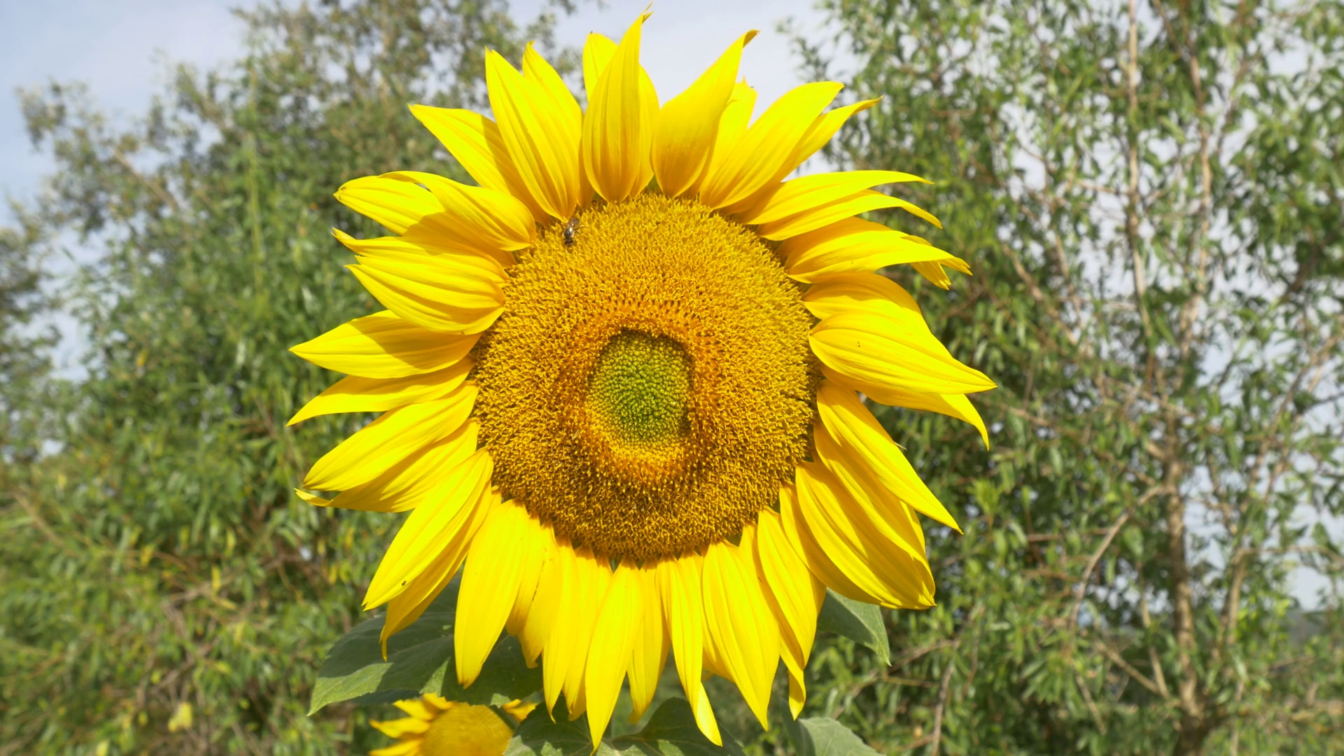 sunflower close up 4k natural energy yellow big flower sun summer ...
