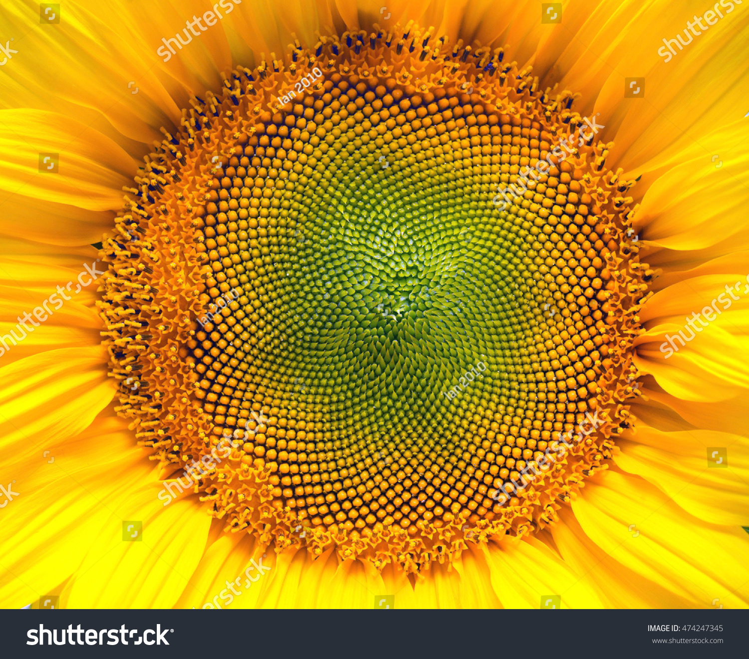 Core Flower Texture Sunflower Closeup Seeds Stock Photo (Edit Now ...
