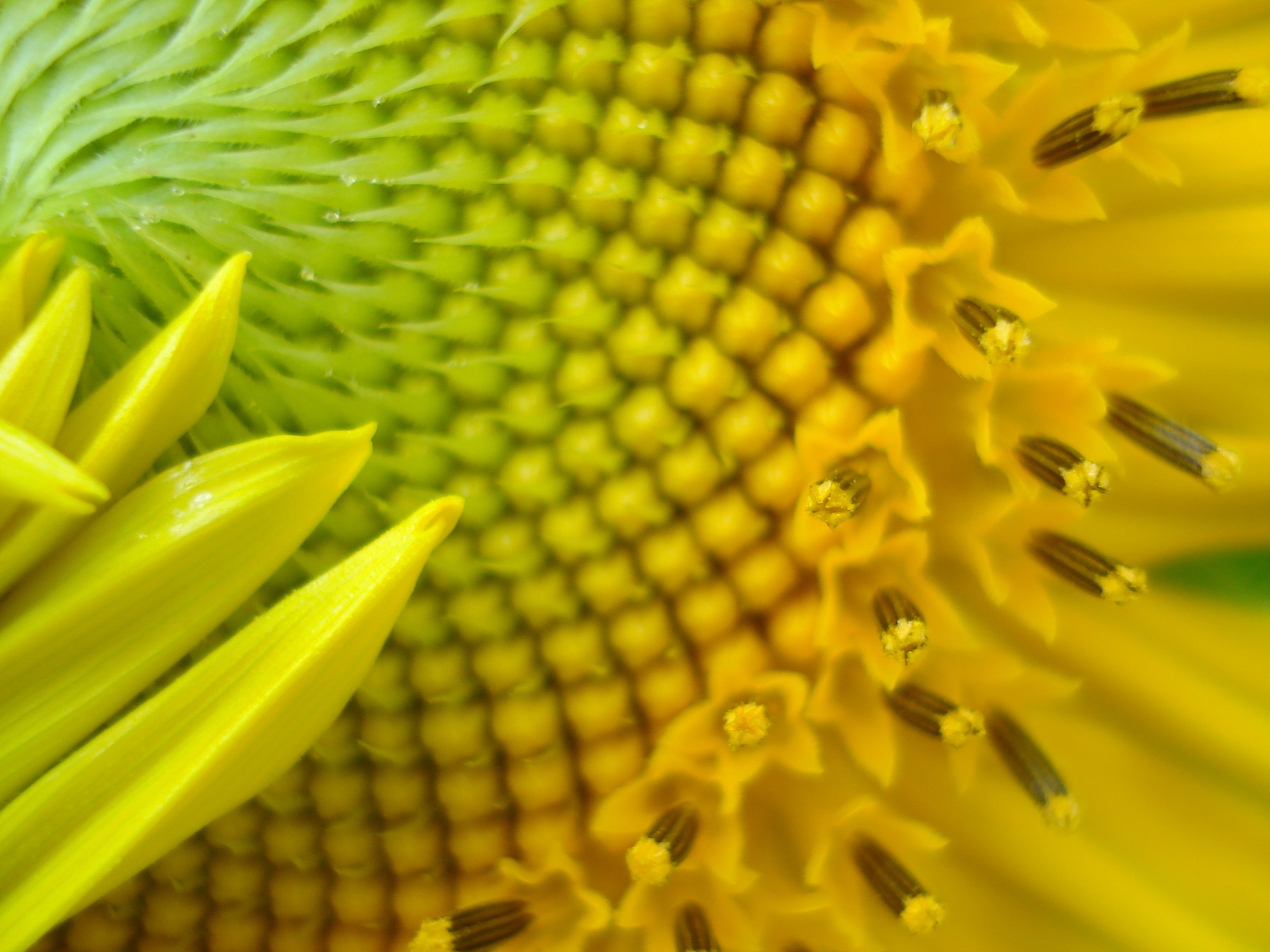 Sunflower closeup photo