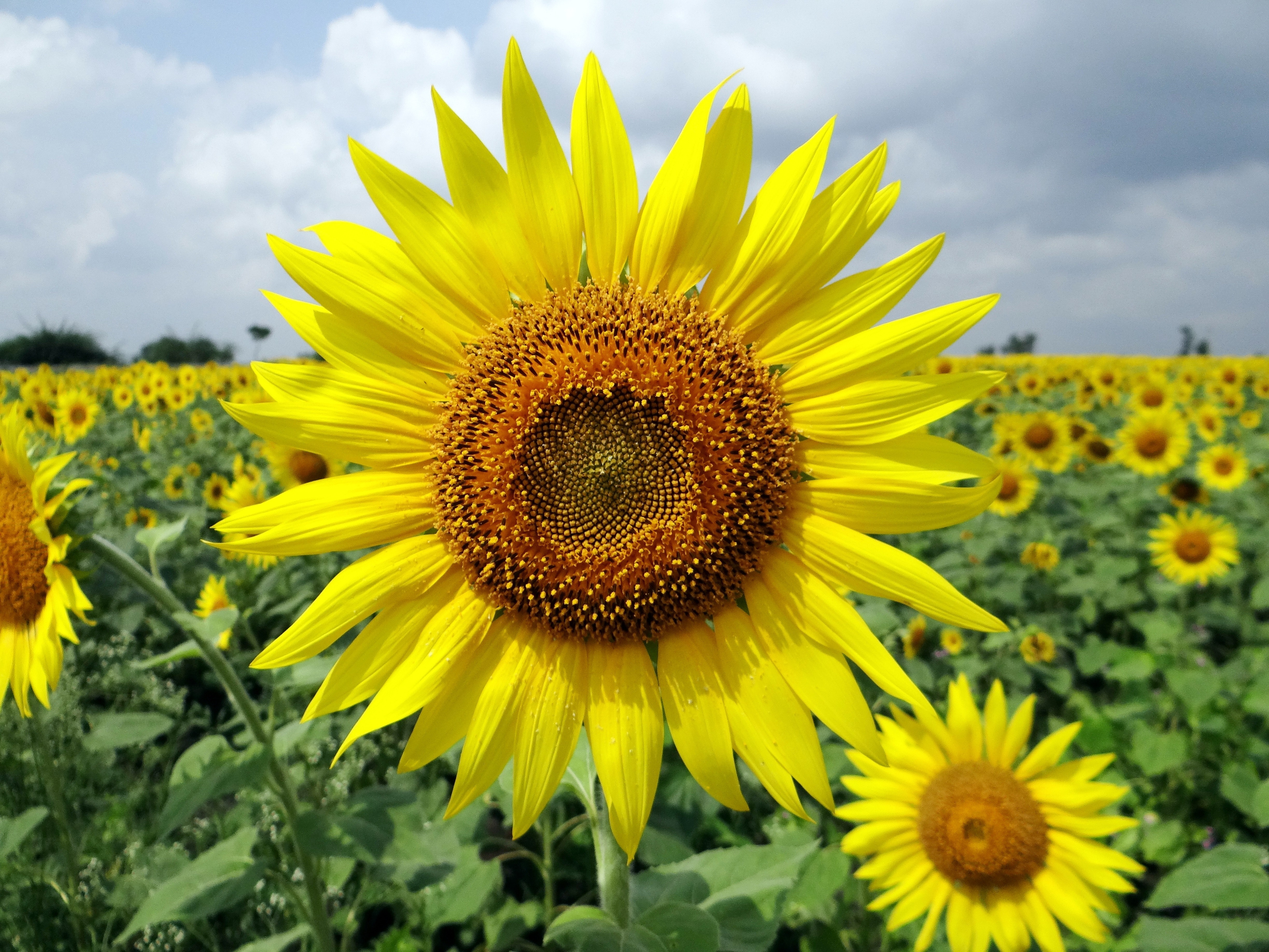 Close Up Photo of Sunflower · Free Stock Photo