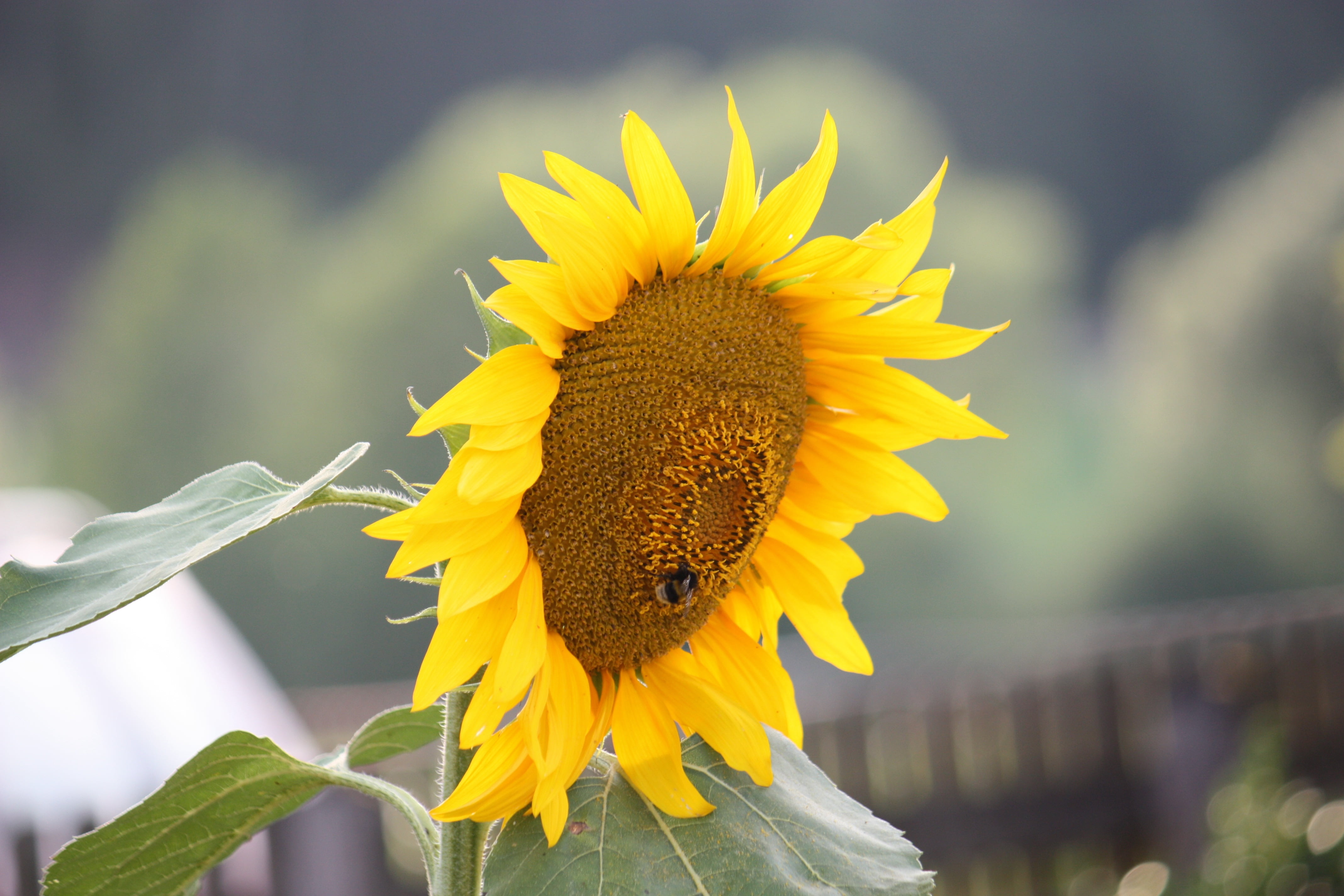 Close up photo of Sunflower during daytime HD wallpaper | Wallpaper ...