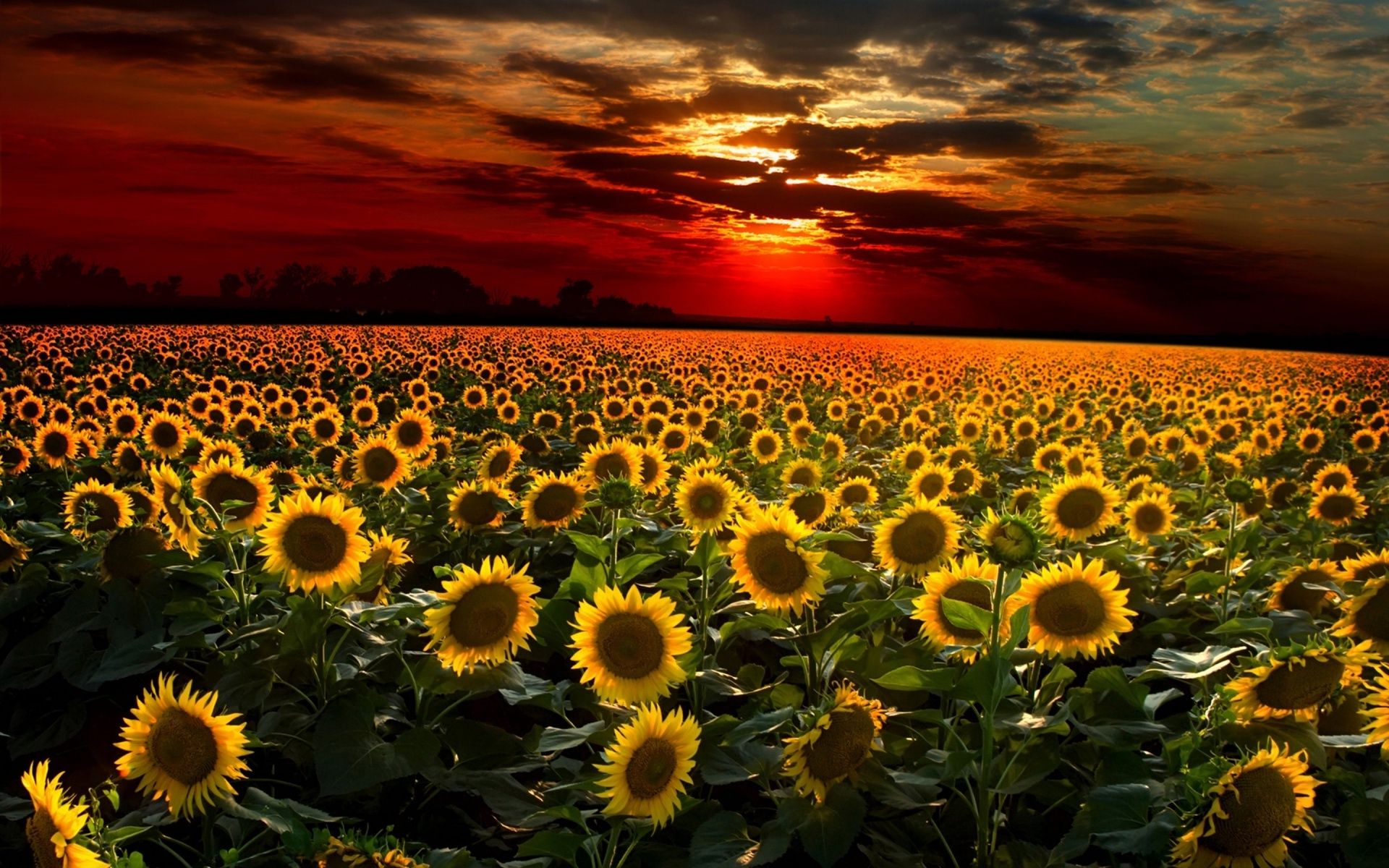 Sunflower Sunset Wallpapers Images | Lugares para visitar ...
